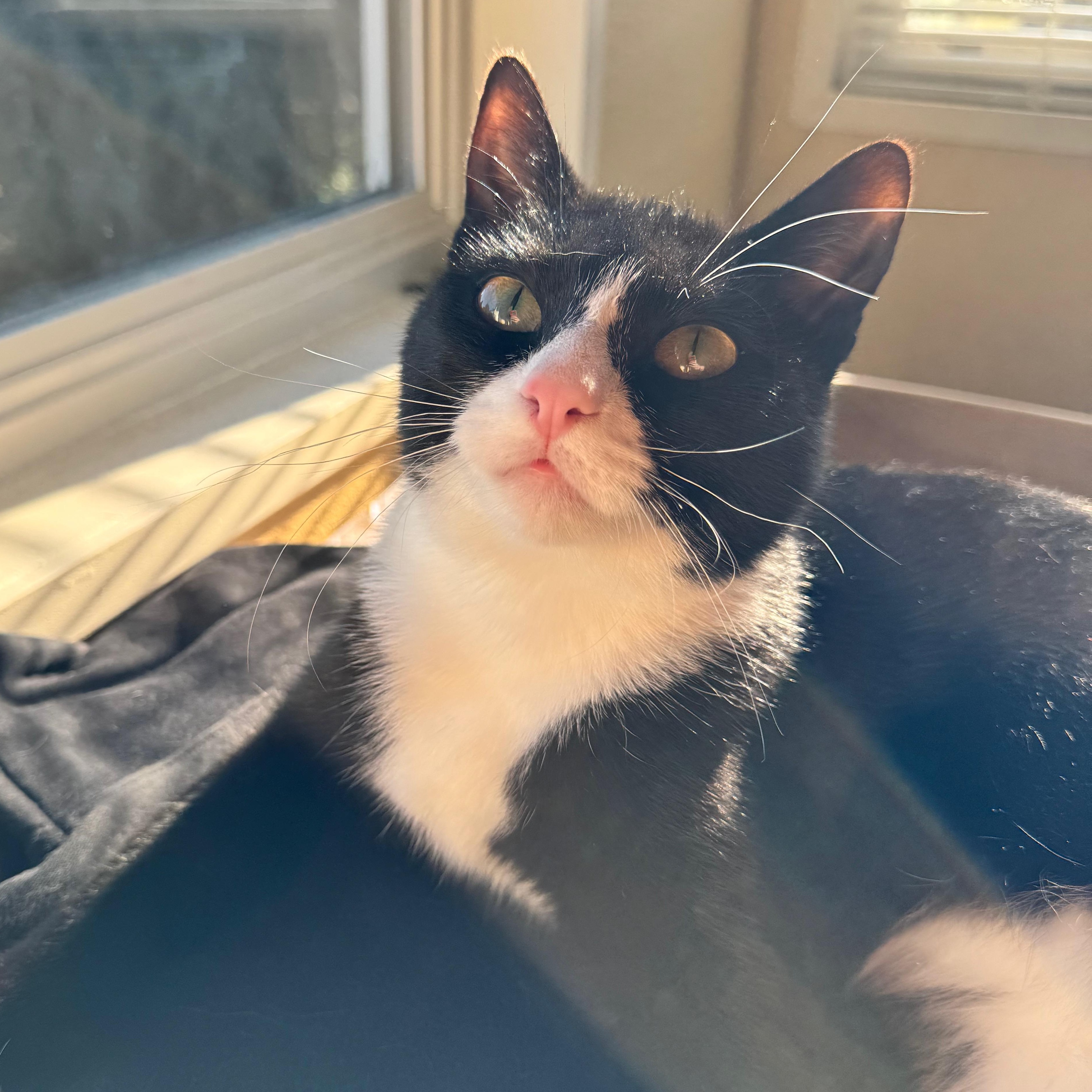 Enlarge Alfie, a ADOPTABLE Domestic Short Hair in Portland, OR image 3/4