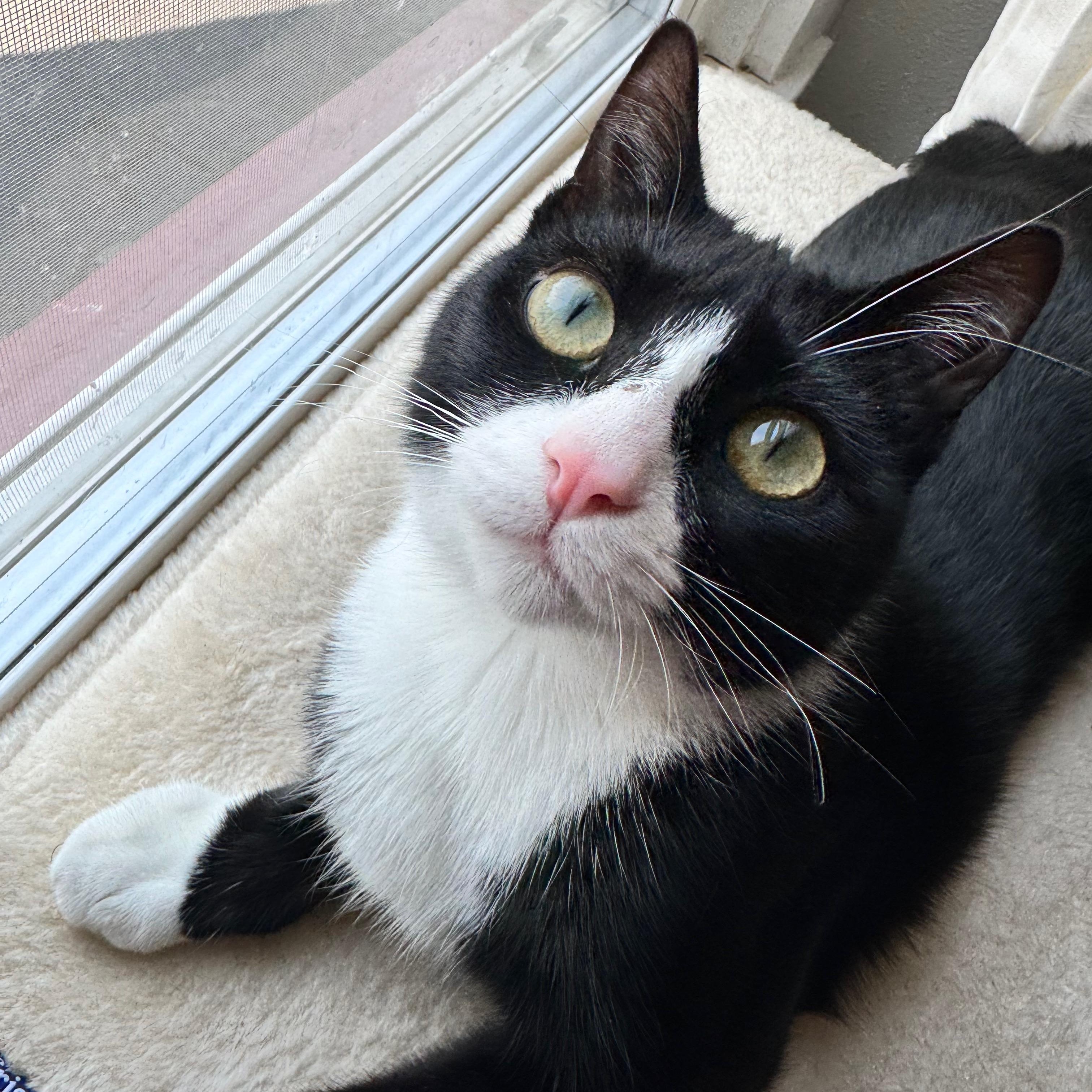 Alfie, ADOPTABLE, Young Male Domestic Short Hair.