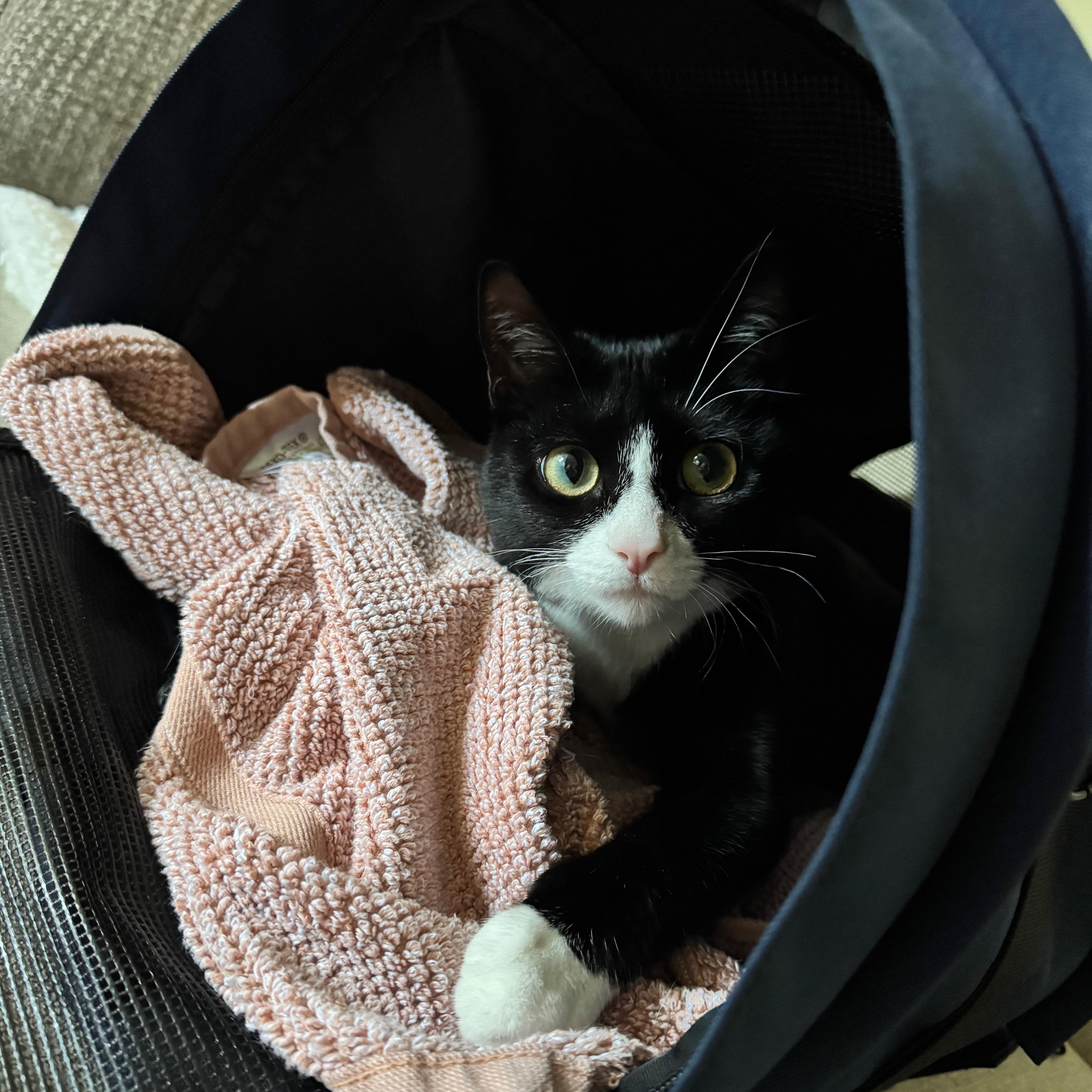 Enlarge Alfie, a ADOPTABLE Domestic Short Hair in Portland, OR image 4/4