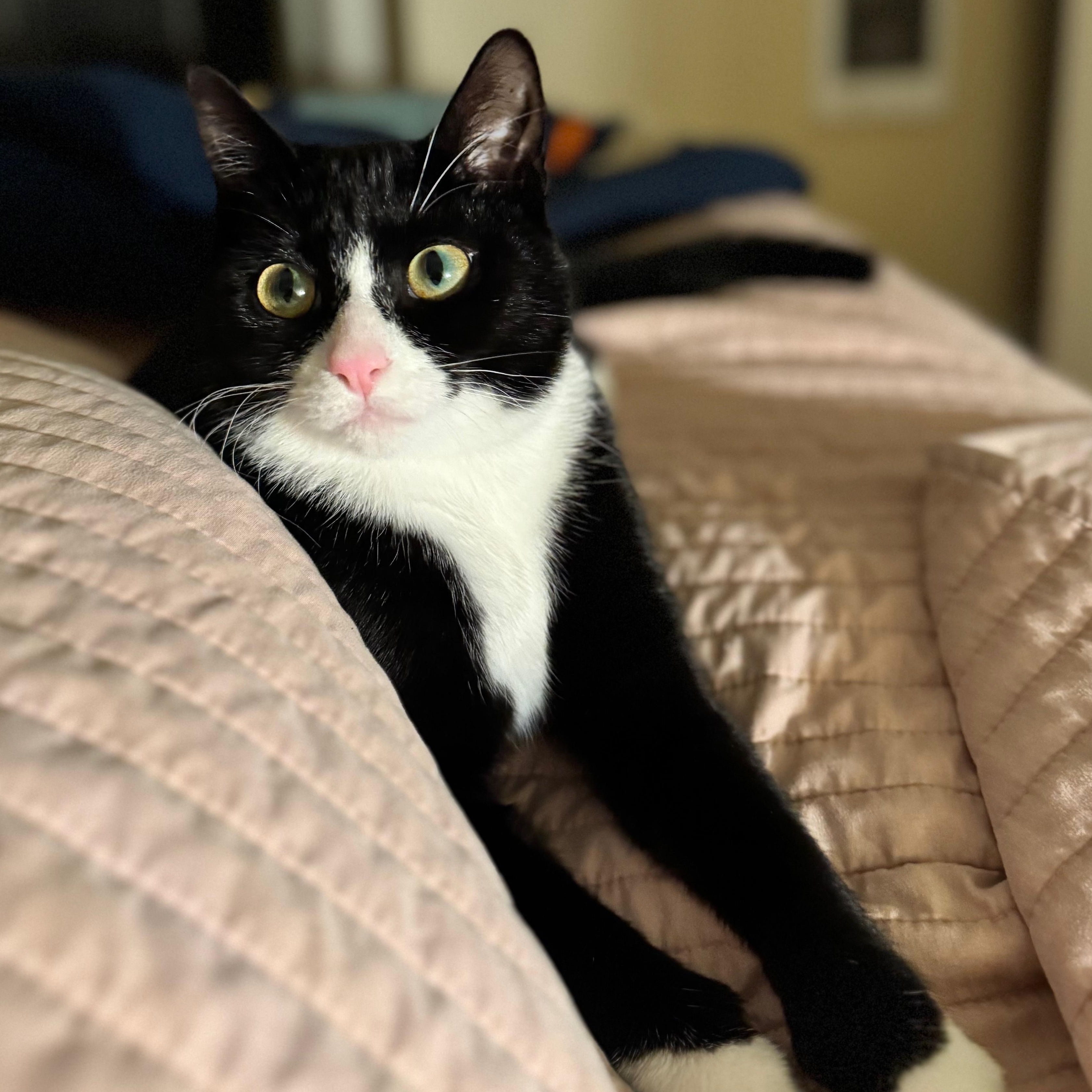 Enlarge Alfie, a ADOPTABLE Domestic Short Hair in Portland, OR image 2/4