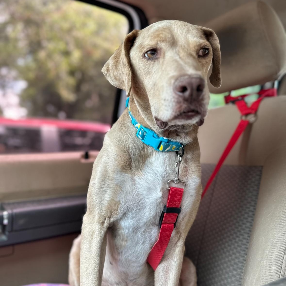 Junebug, adopted, Young Male Labrador Retriever.