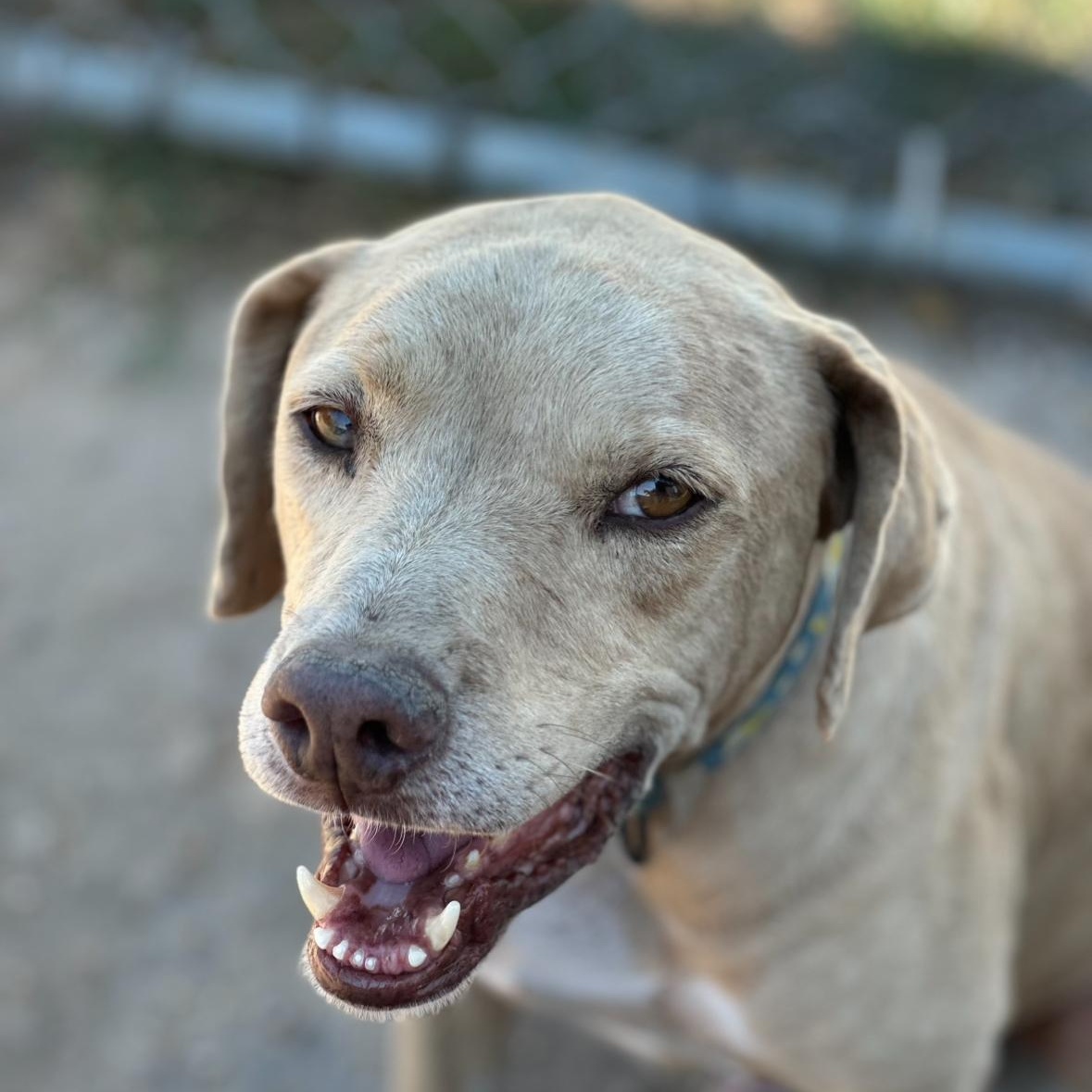 Enlarge Junebug, an adopted mixed breed in Jay, NY image 2/4