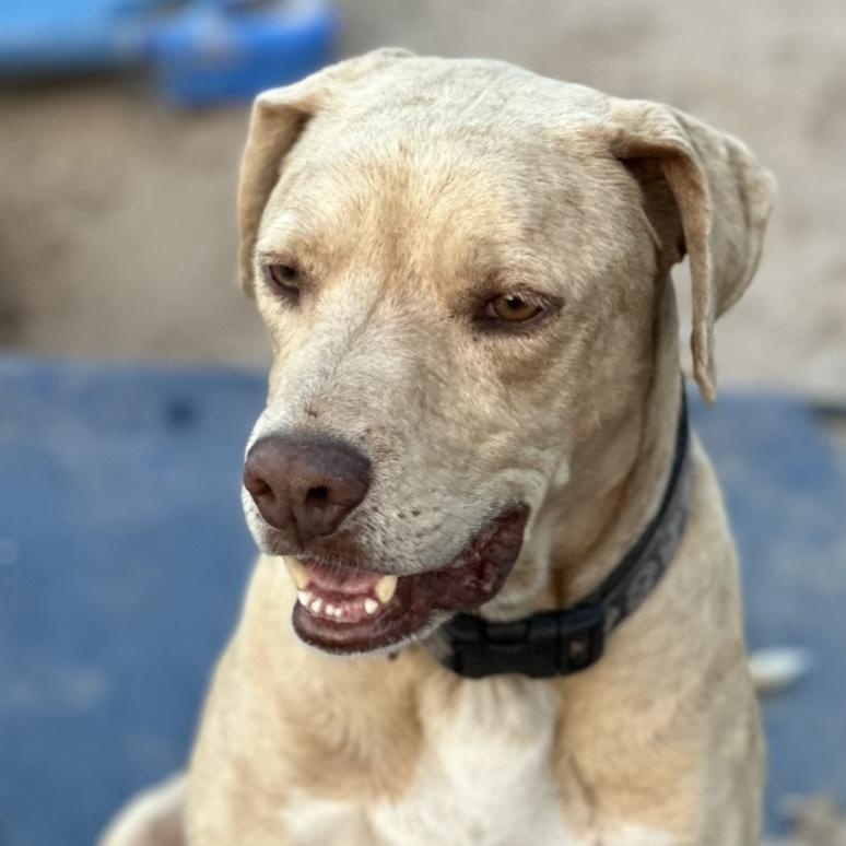 Enlarge Junebug, an adopted mixed breed in Jay, NY image 3/4