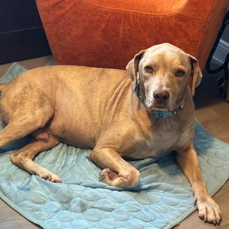 Enlarge Junebug, an adopted mixed breed in Jay, NY image 4/4