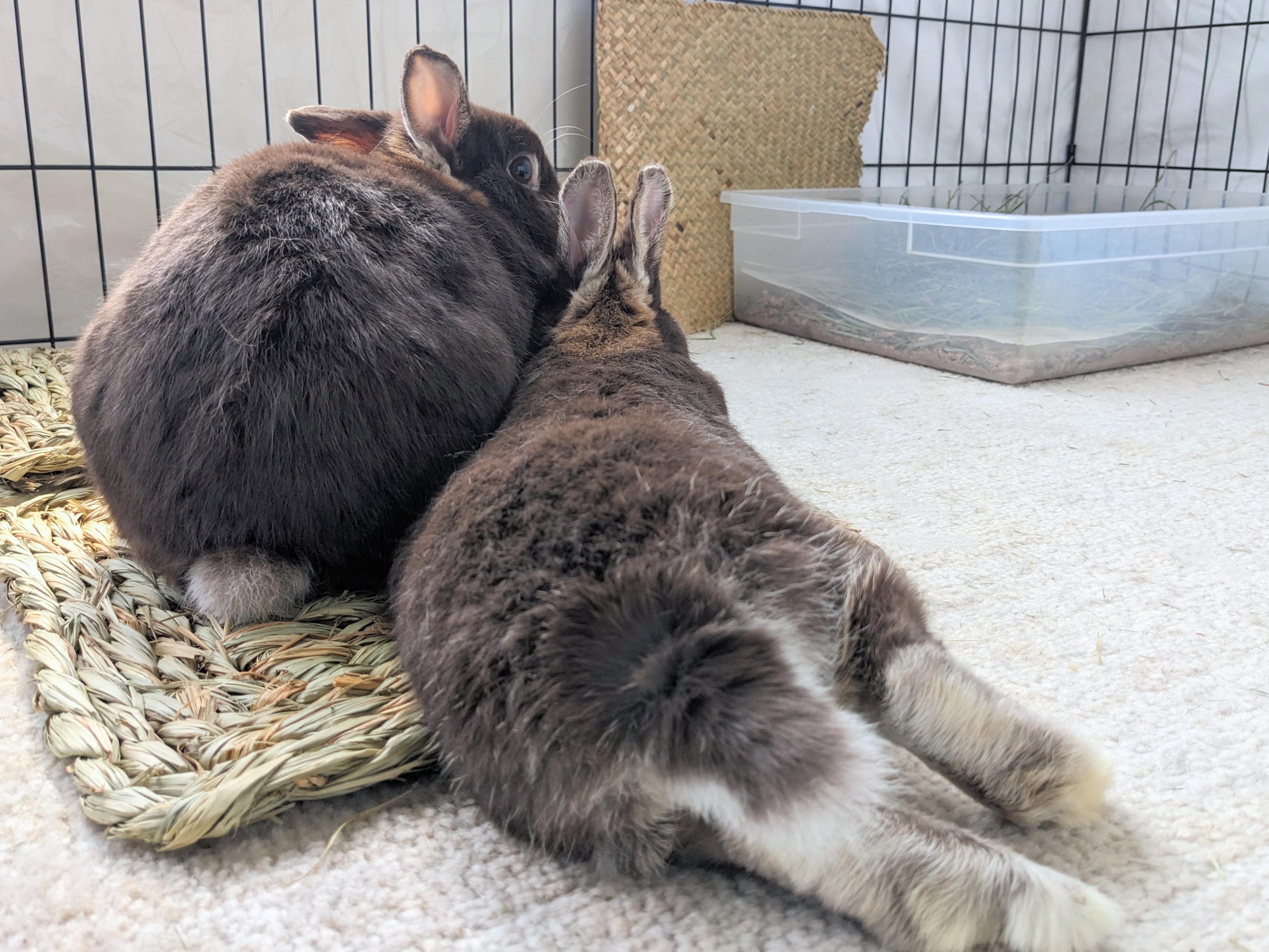 Enlarge Sammy & Bonnie, an adoptable mixed breed in Philadelphia, PA image 3/5