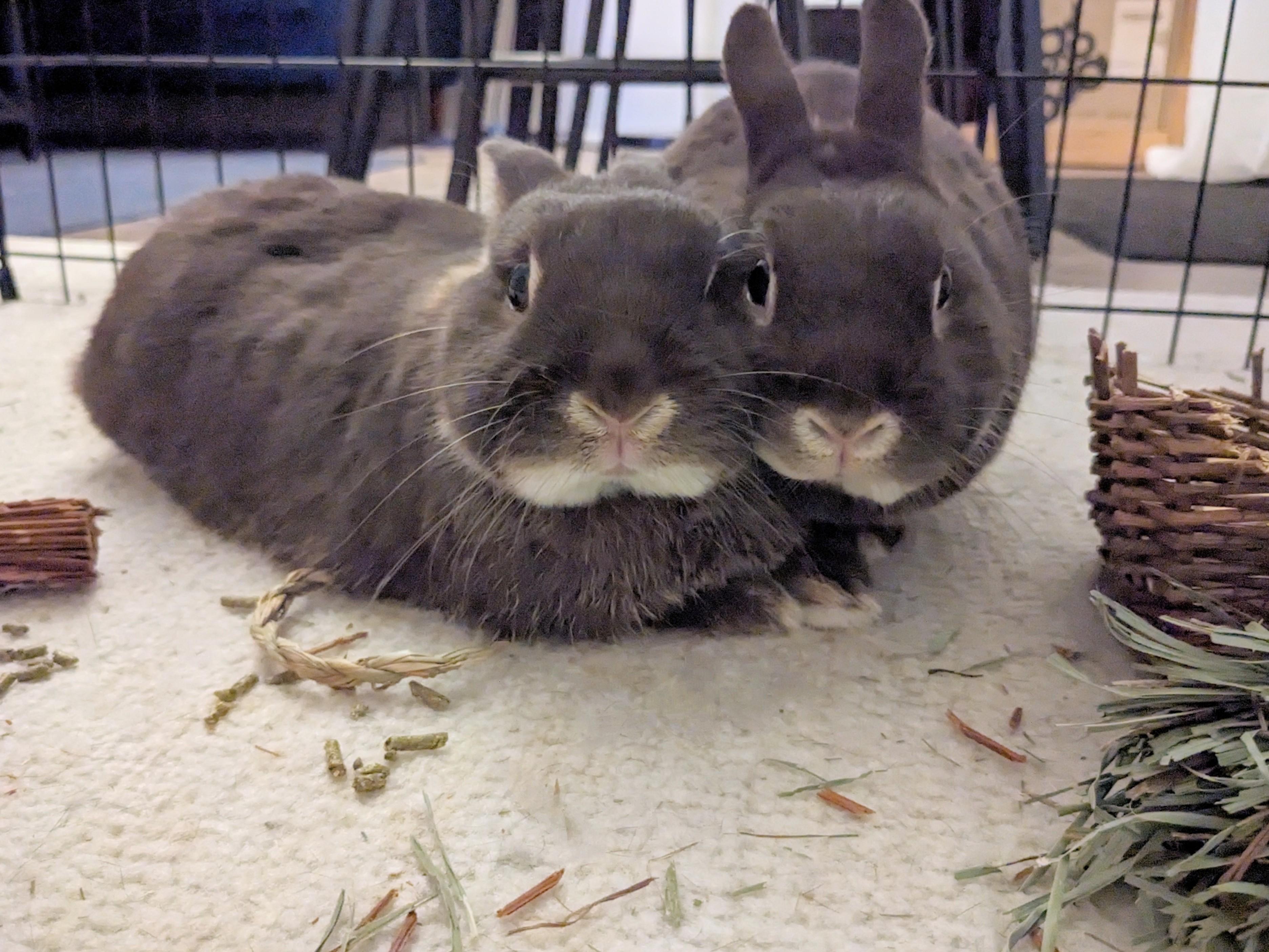 Sammy & Bonnie, adoptable, Adult Female Netherland Dwarf & Silver Marten.