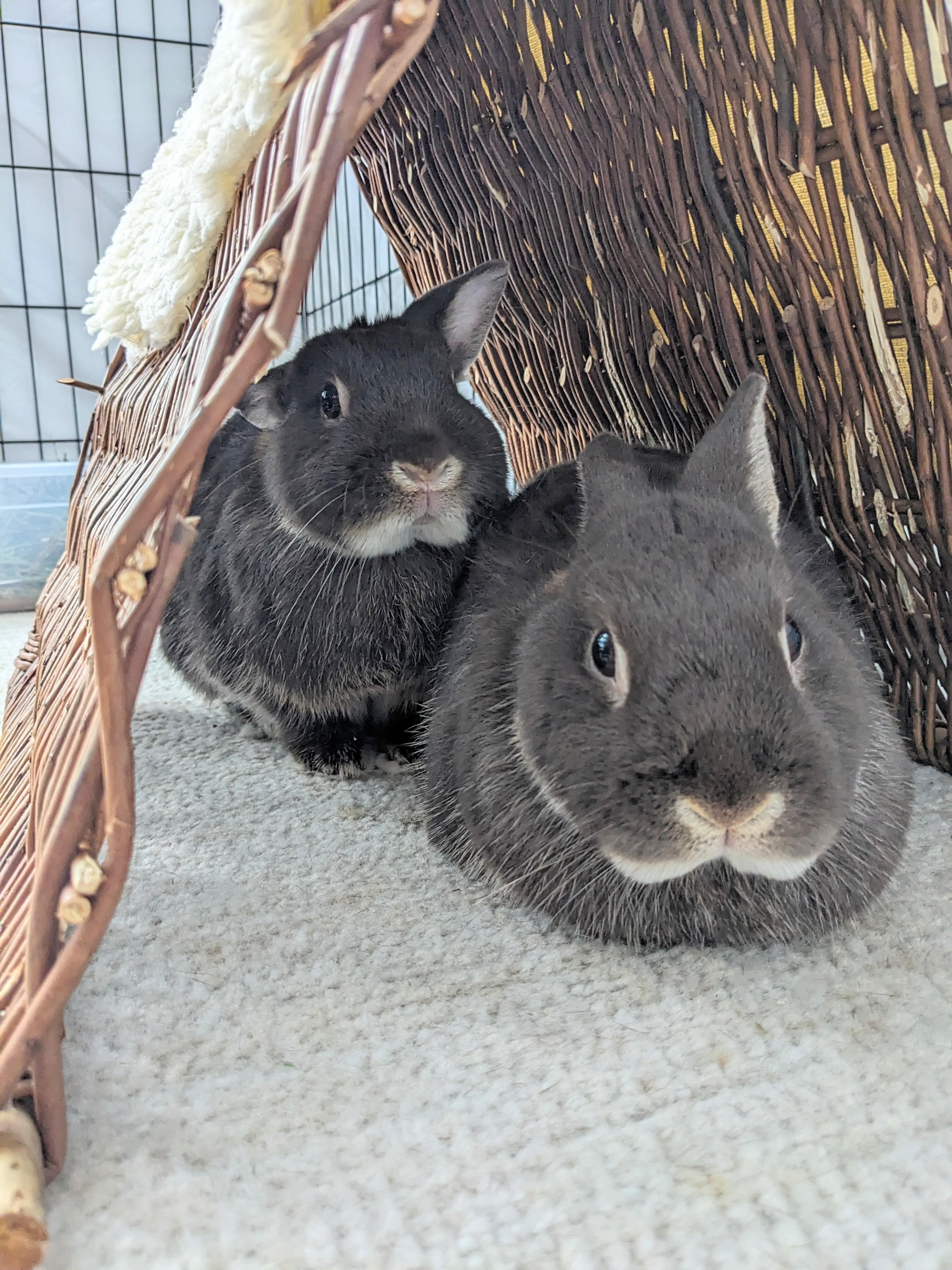 Enlarge Sammy & Bonnie, an adoptable mixed breed in Philadelphia, PA image 5/5