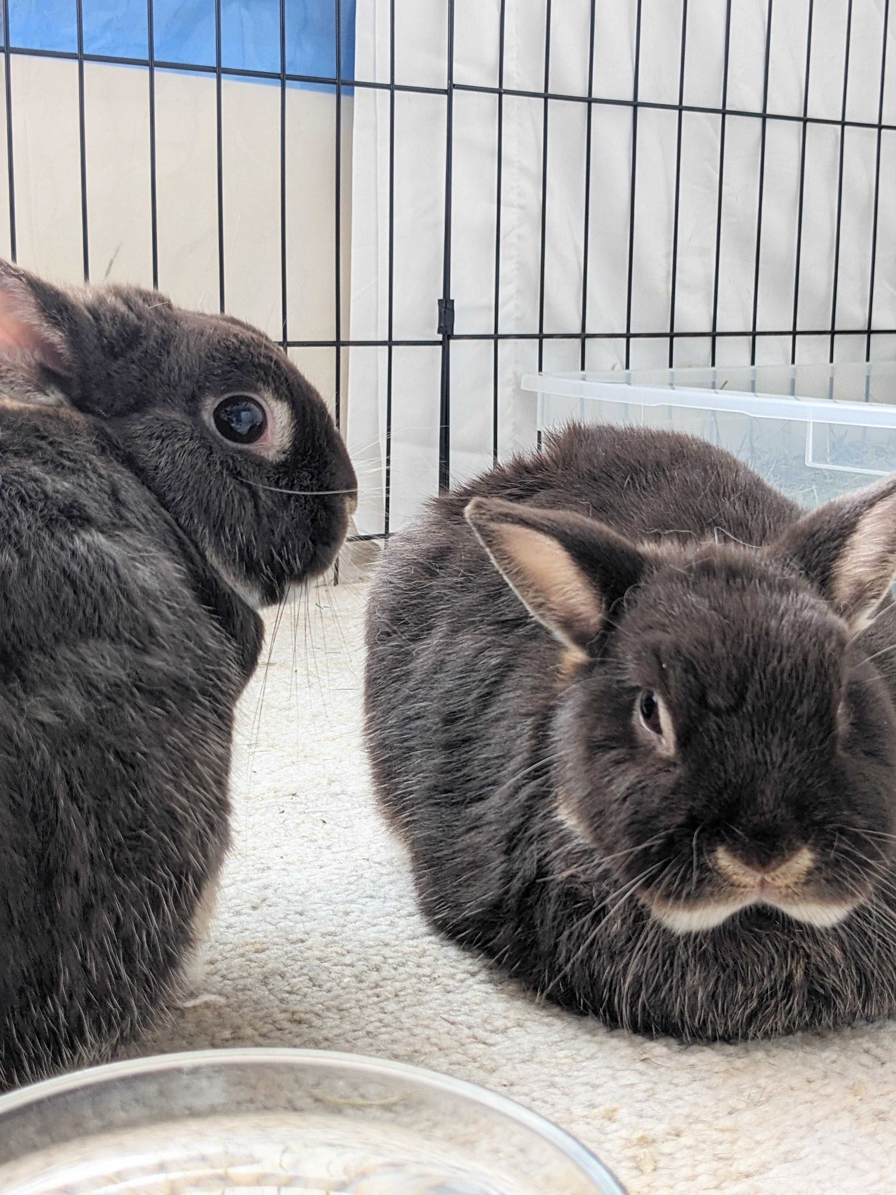 Enlarge Sammy & Bonnie, an adoptable mixed breed in Philadelphia, PA image 4/5