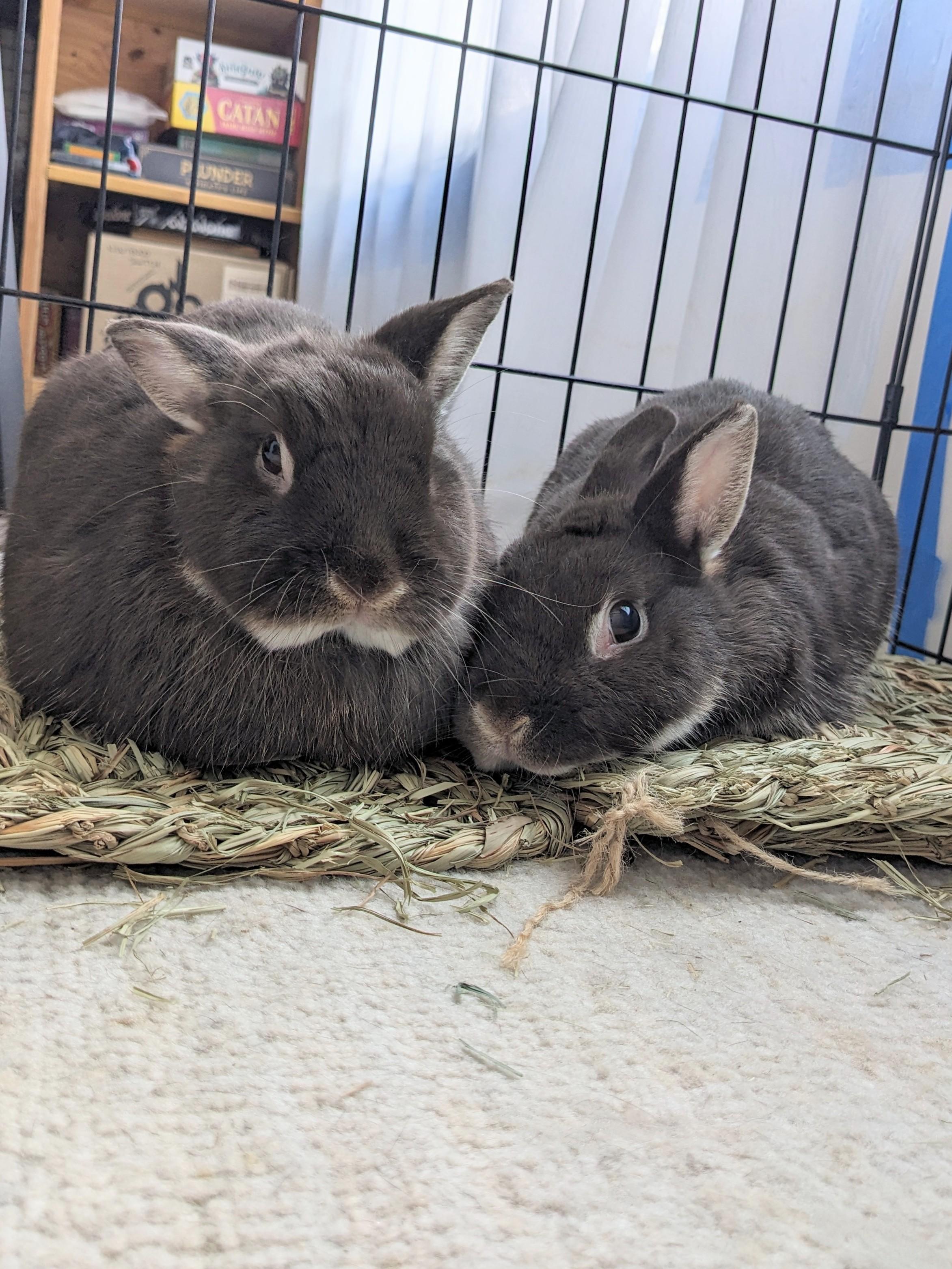 Enlarge Sammy & Bonnie, an adoptable mixed breed in Philadelphia, PA image 2/5