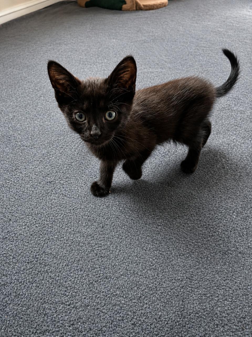 Enlarge Blackberry, a Adopted Domestic Short Hair in Los Angeles, CA image 5/6