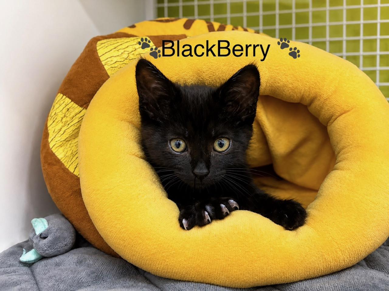 Enlarge Blackberry, a Adopted Domestic Short Hair in Los Angeles, CA image 1/6