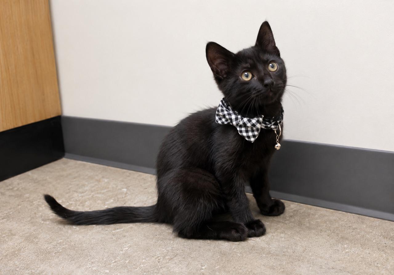 Enlarge Blackberry, a Adopted Domestic Short Hair in Los Angeles, CA image 2/6
