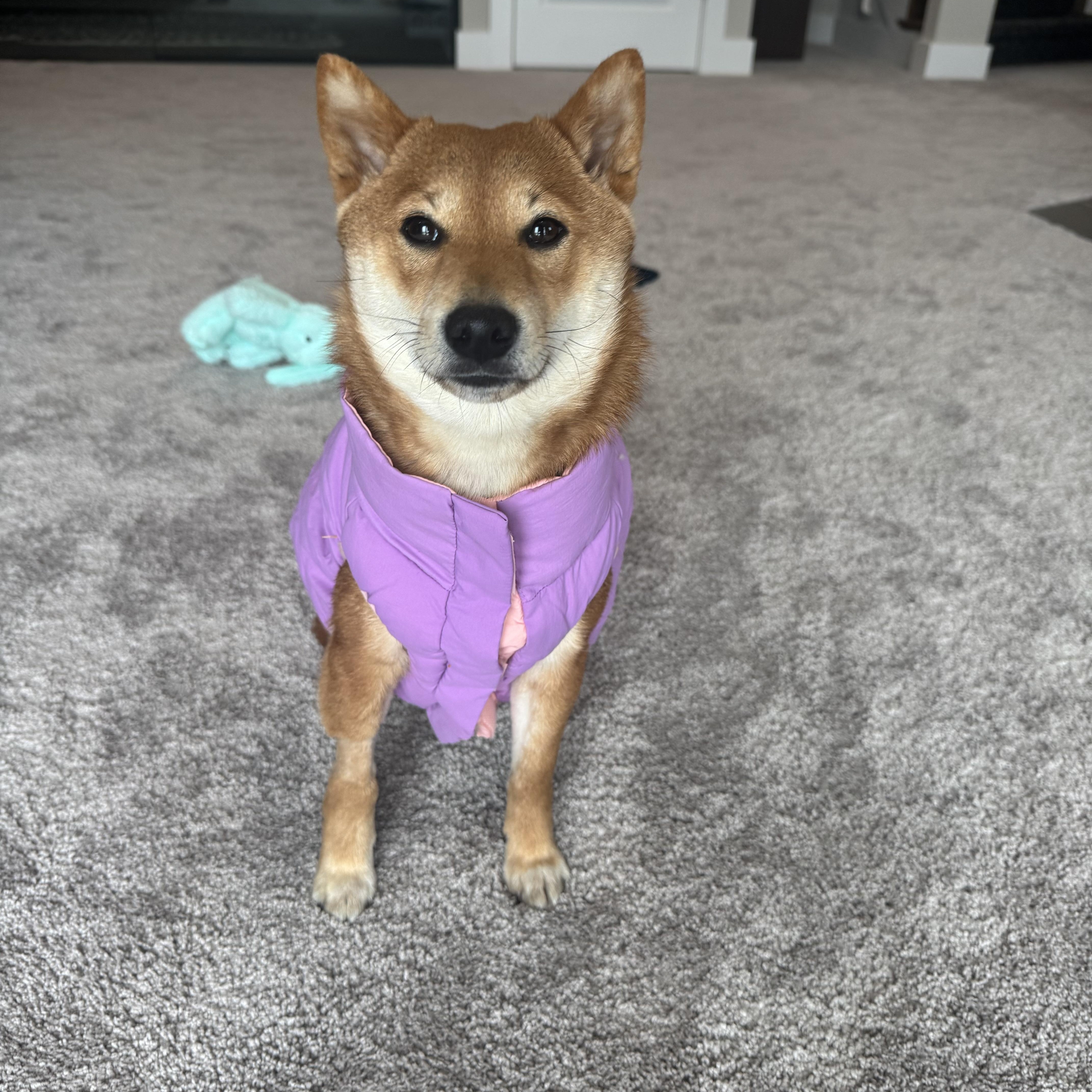 Bunny, adopted, Young Female Shiba Inu.