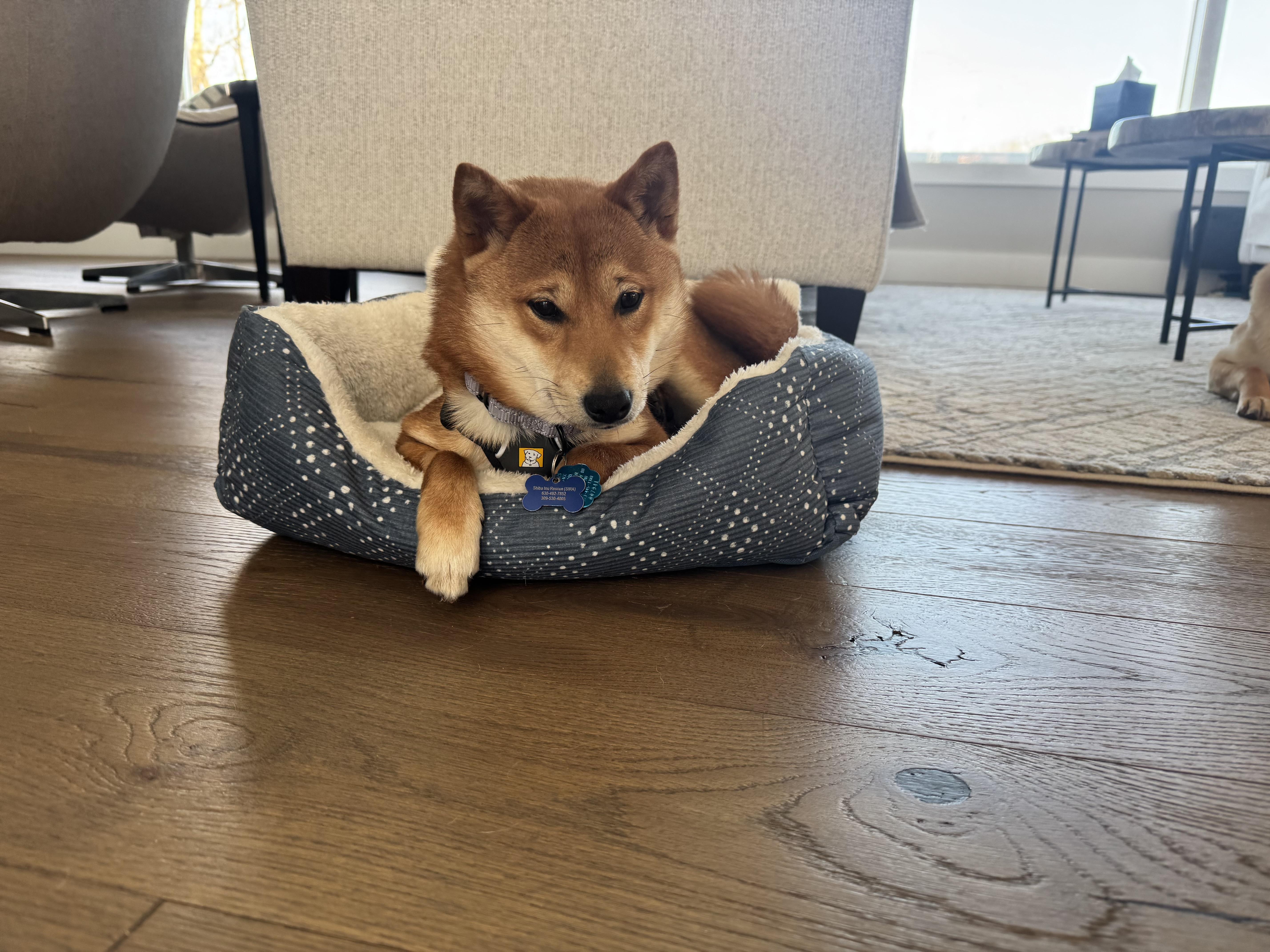 Enlarge Bunny, an adopted Shiba Inu in Kansas City, MO image 6/6