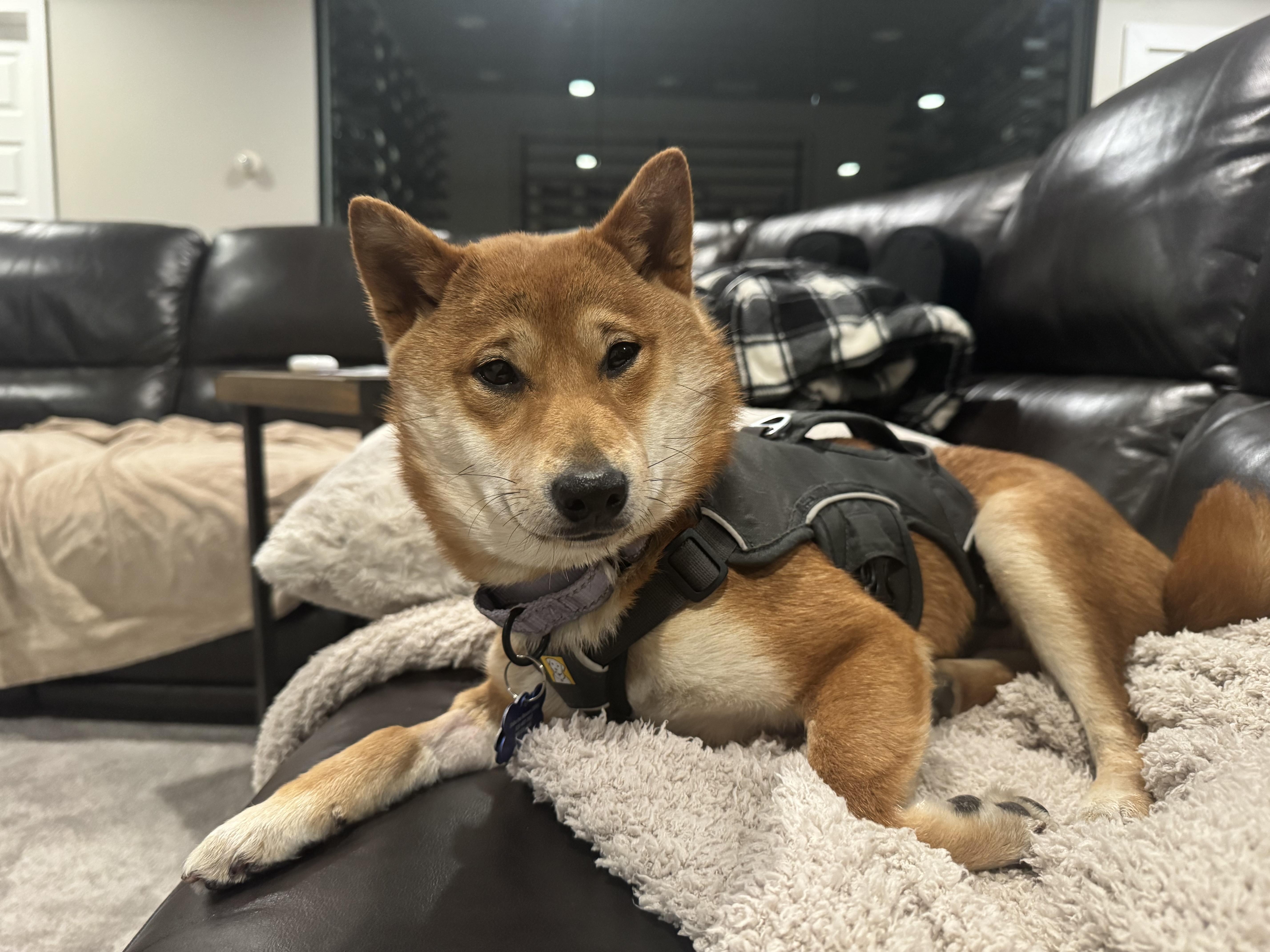 Enlarge Bunny, an adopted Shiba Inu in Kansas City, MO image 3/6