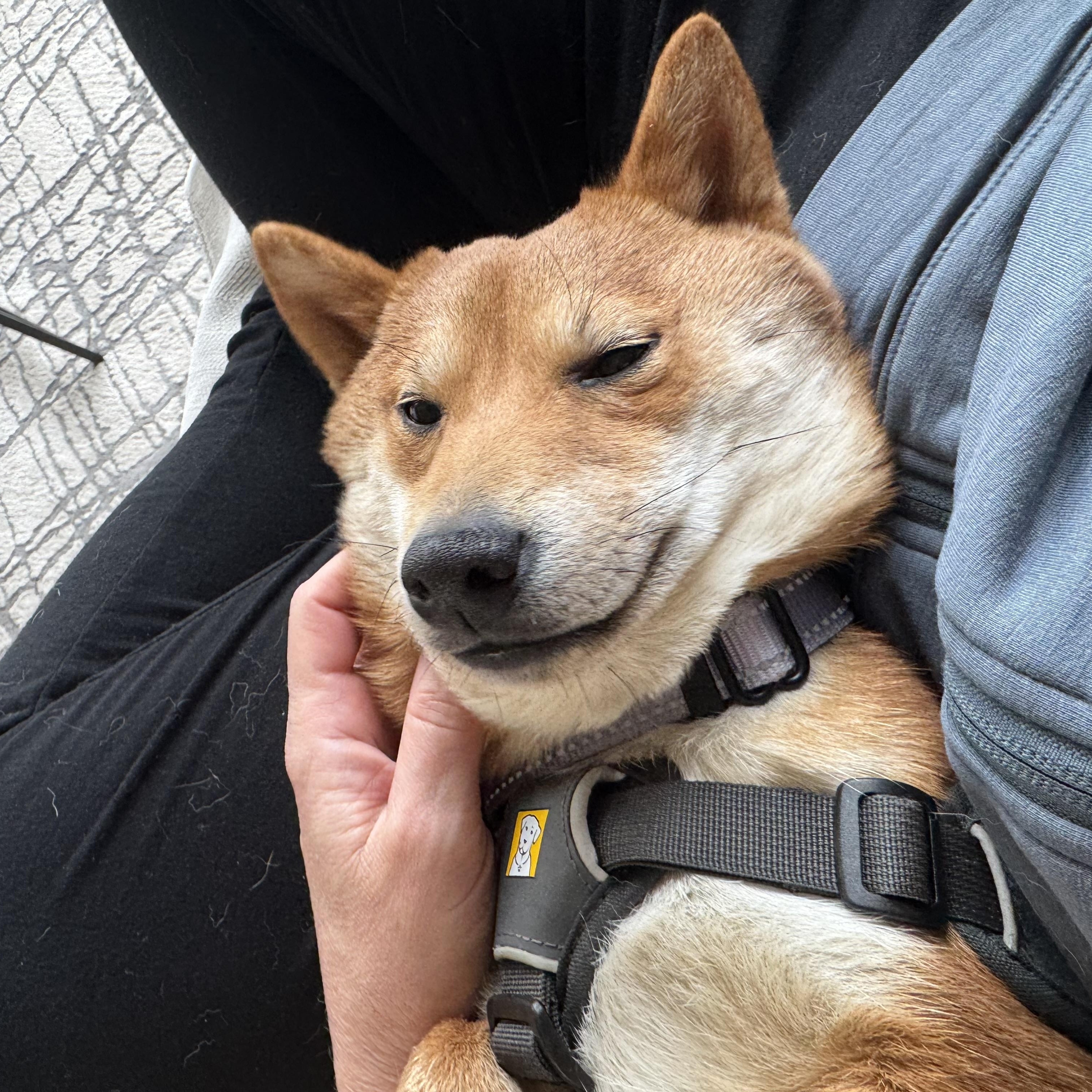 Enlarge Bunny, an adopted Shiba Inu in Kansas City, MO image 2/6