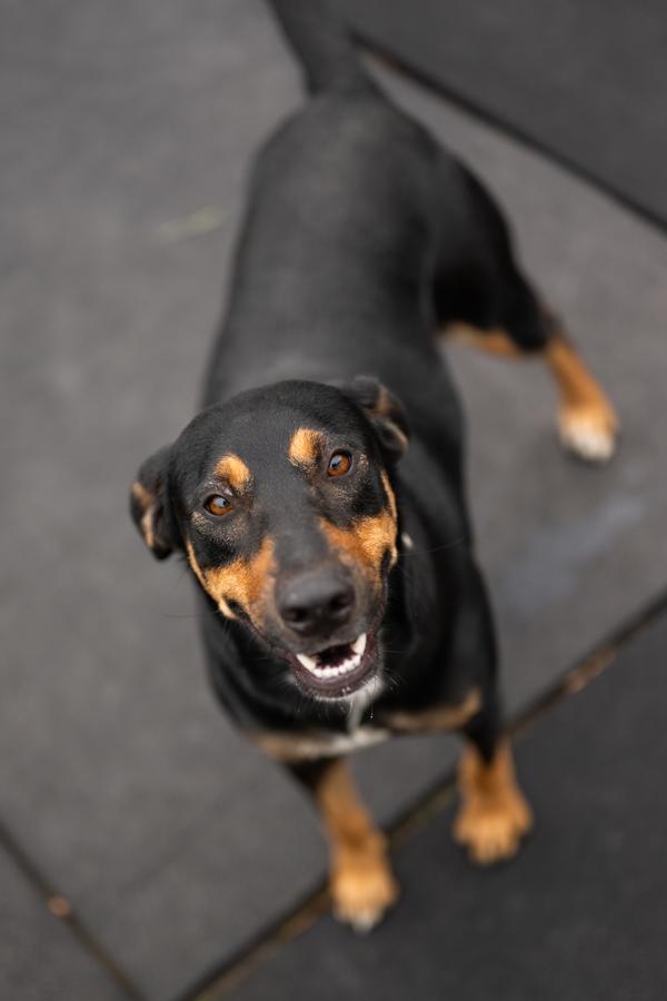 Jade, ADOPTABLE, Adult • Female, Doberman Pinscher & Hound.