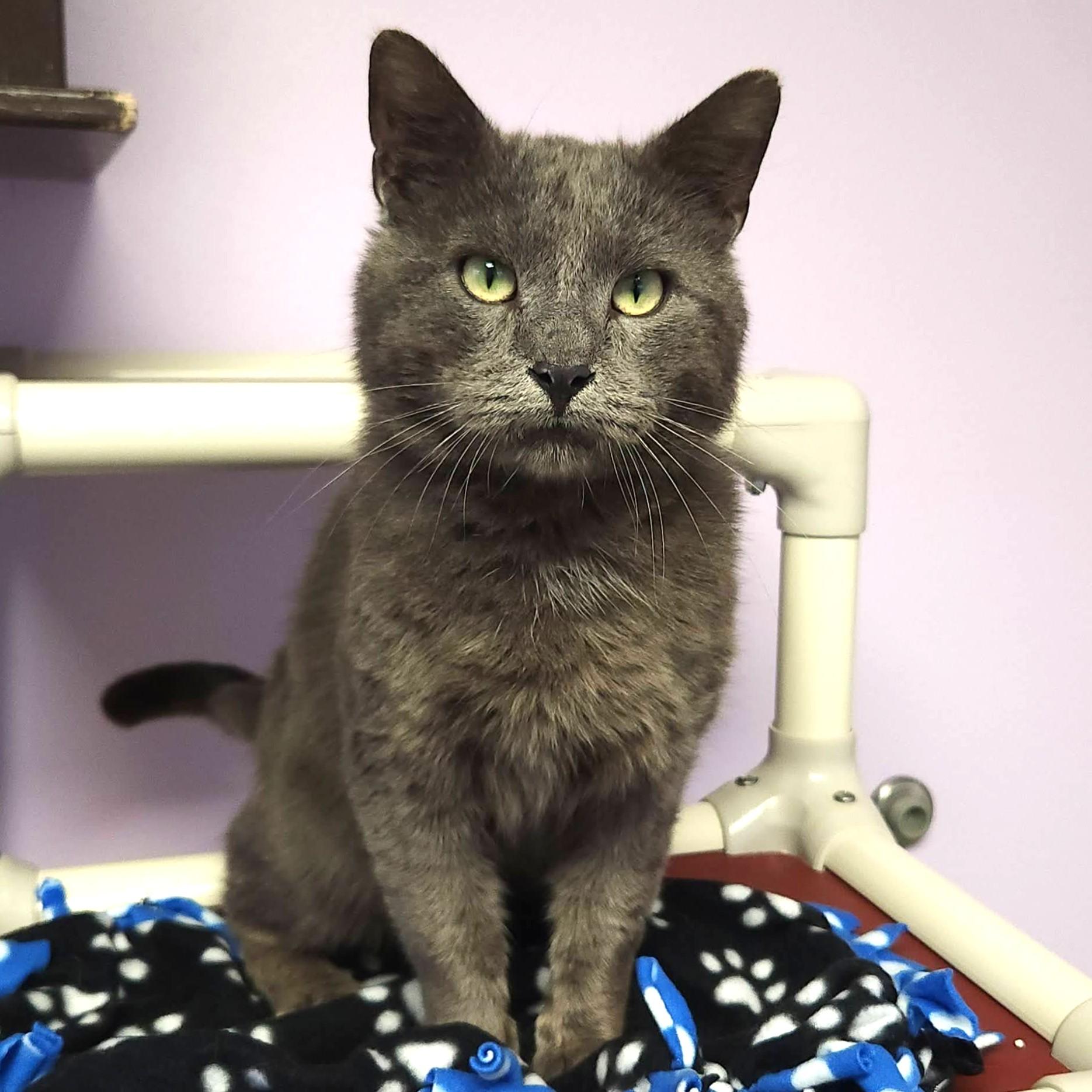 Enlarge Auggie, a ADOPTABLE Domestic Short Hair in Marshfield, WI image 3/4