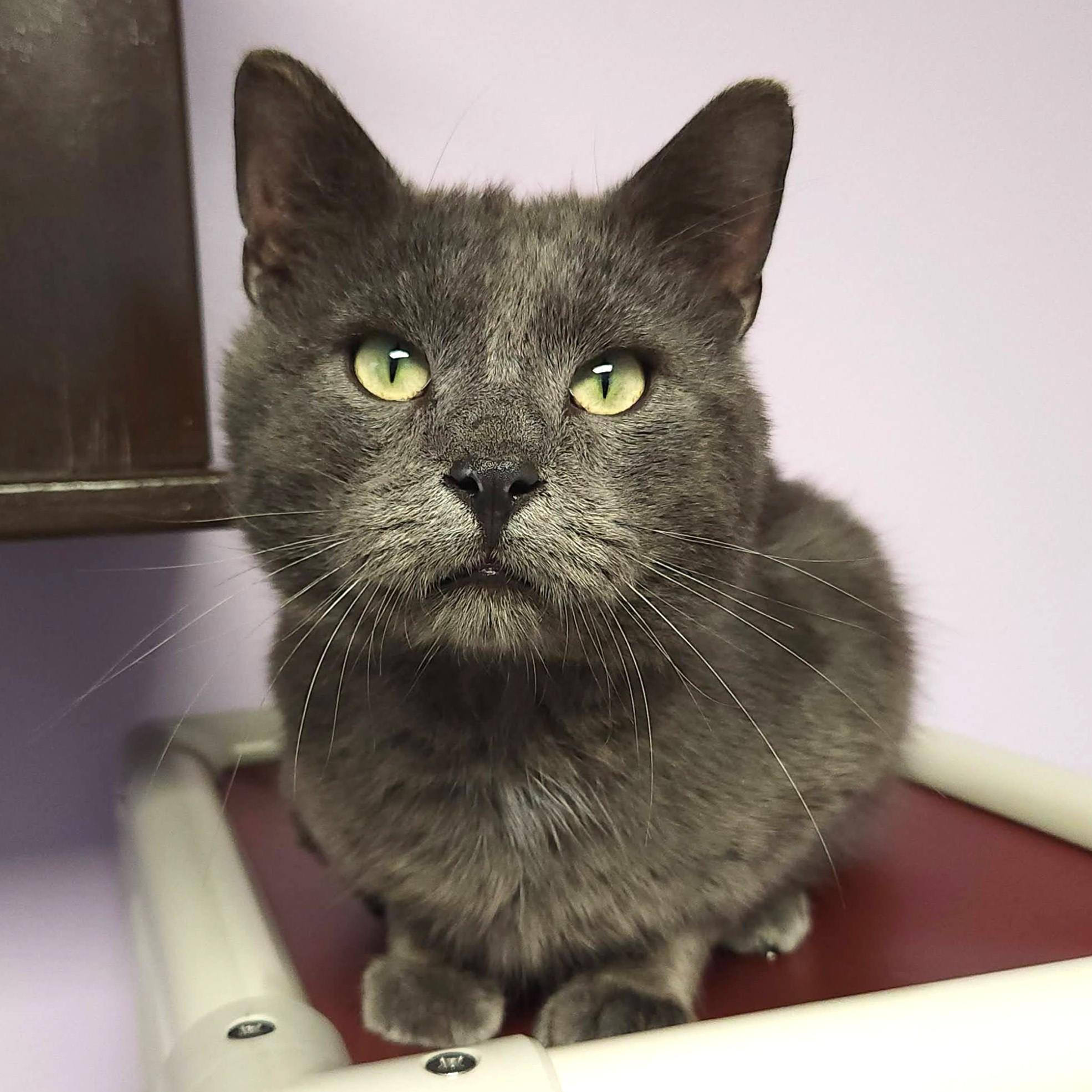 Auggie, ADOPTABLE, Adult Male Domestic Short Hair.
