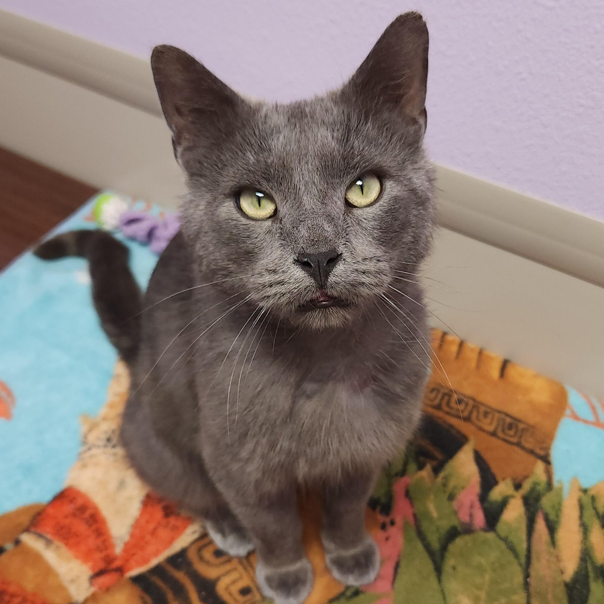 Auggie, ADOPTABLE, Adult Male Domestic Short Hair.