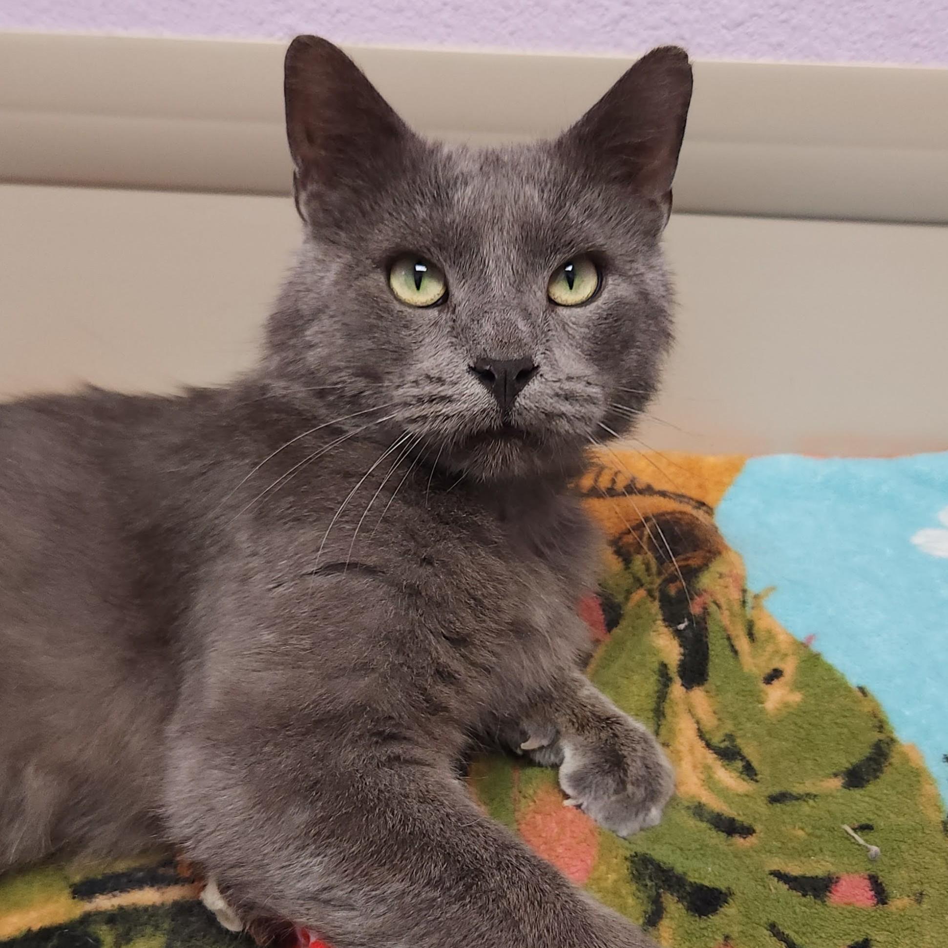 Auggie, a ADOPTABLE Domestic Short Hair in Marshfield, WI image 2/6