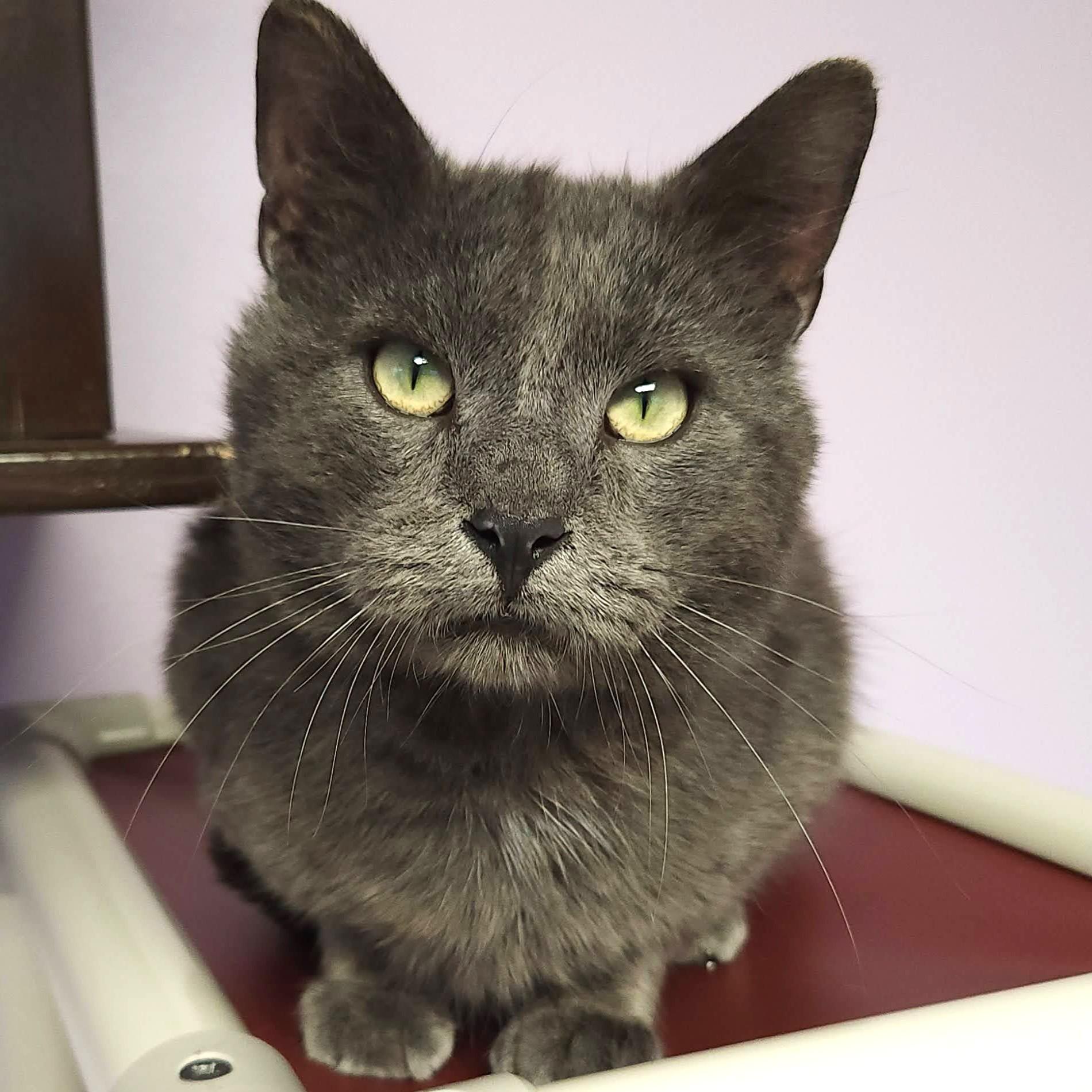 Enlarge Auggie, a ADOPTABLE Domestic Short Hair in Marshfield, WI image 4/4