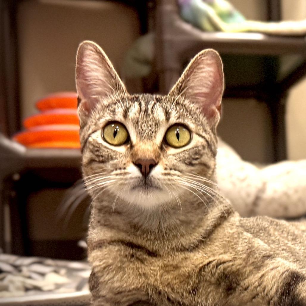 Francine Smith, Adoptable, Adult Female Domestic Short Hair.