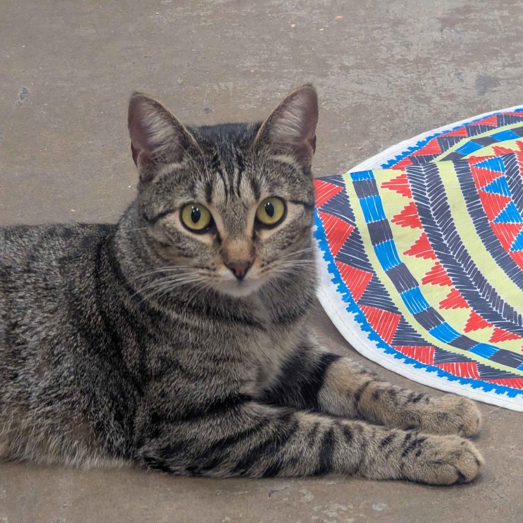 Enlarge Francine Smith, a Adoptable Domestic Short Hair in Houston, TX image 2/6
