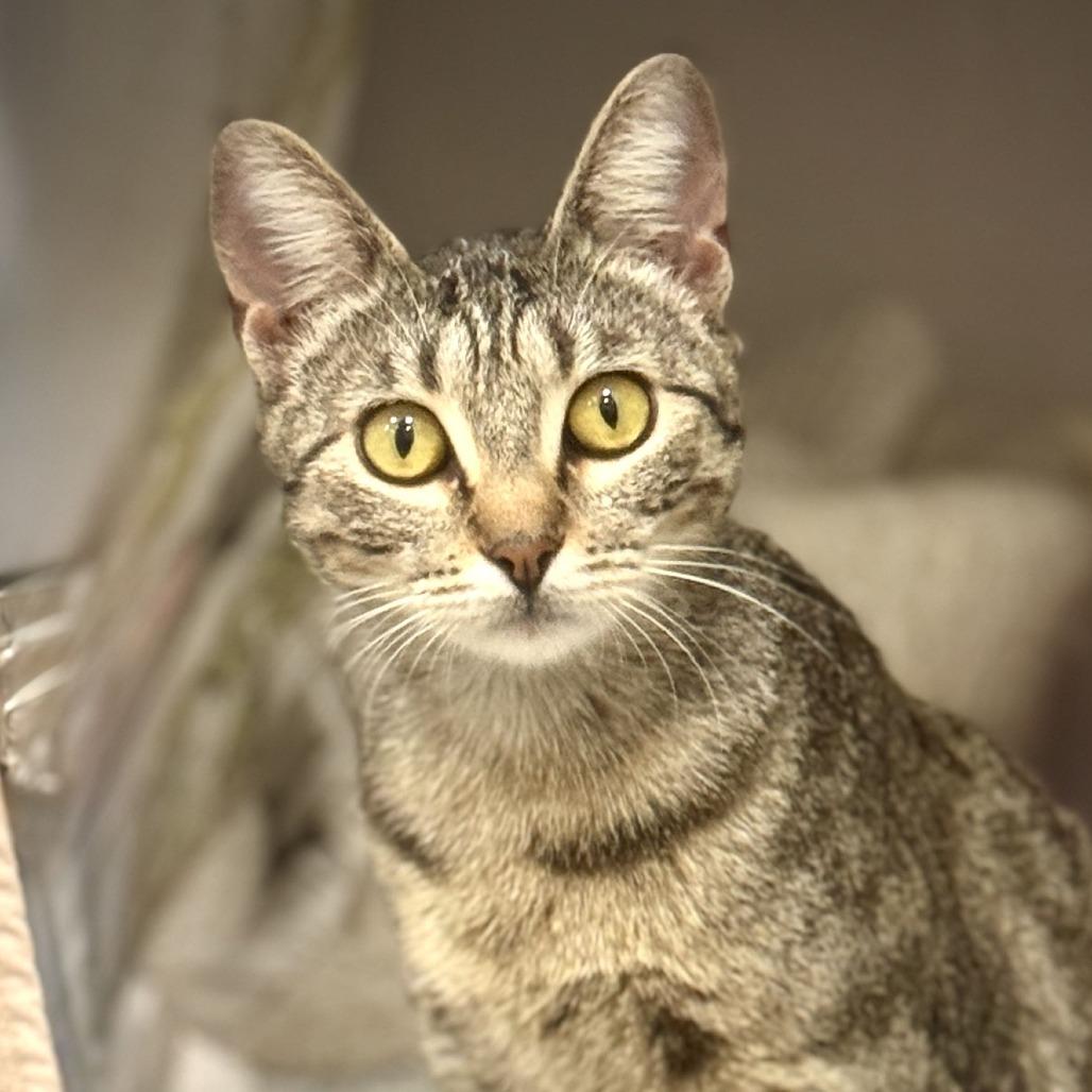 Enlarge Francine Smith, a Adoptable Domestic Short Hair in Houston, TX image 3/6