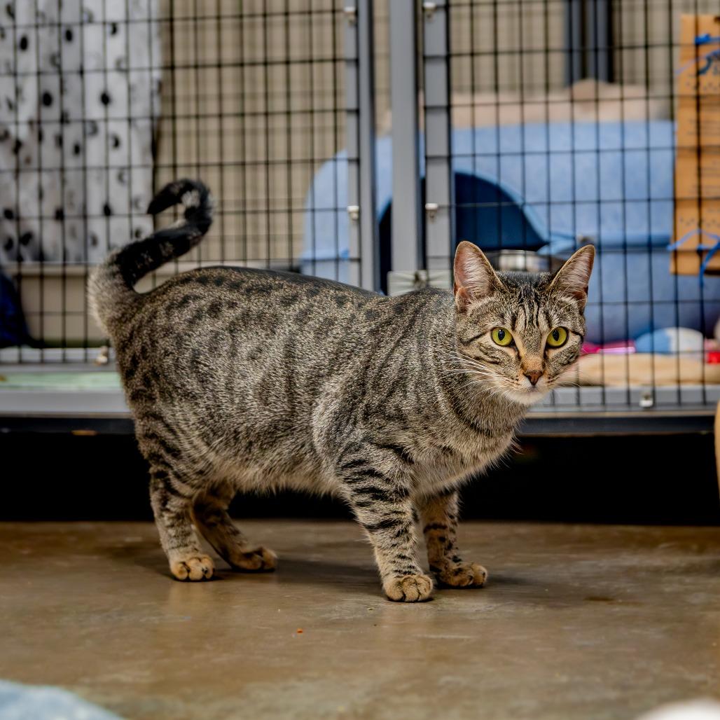 Enlarge Francine Smith, a Adoptable Domestic Short Hair in Houston, TX image 4/6
