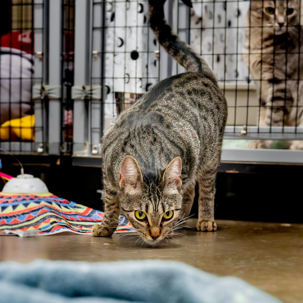 Enlarge Francine Smith, a Adoptable Domestic Short Hair in Houston, TX image 5/6