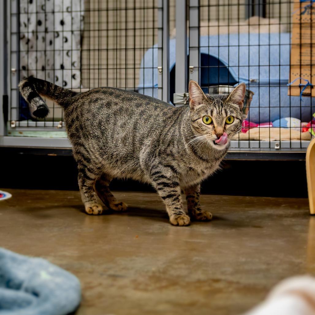 Enlarge Francine Smith, a Adoptable Domestic Short Hair in Houston, TX image 6/6
