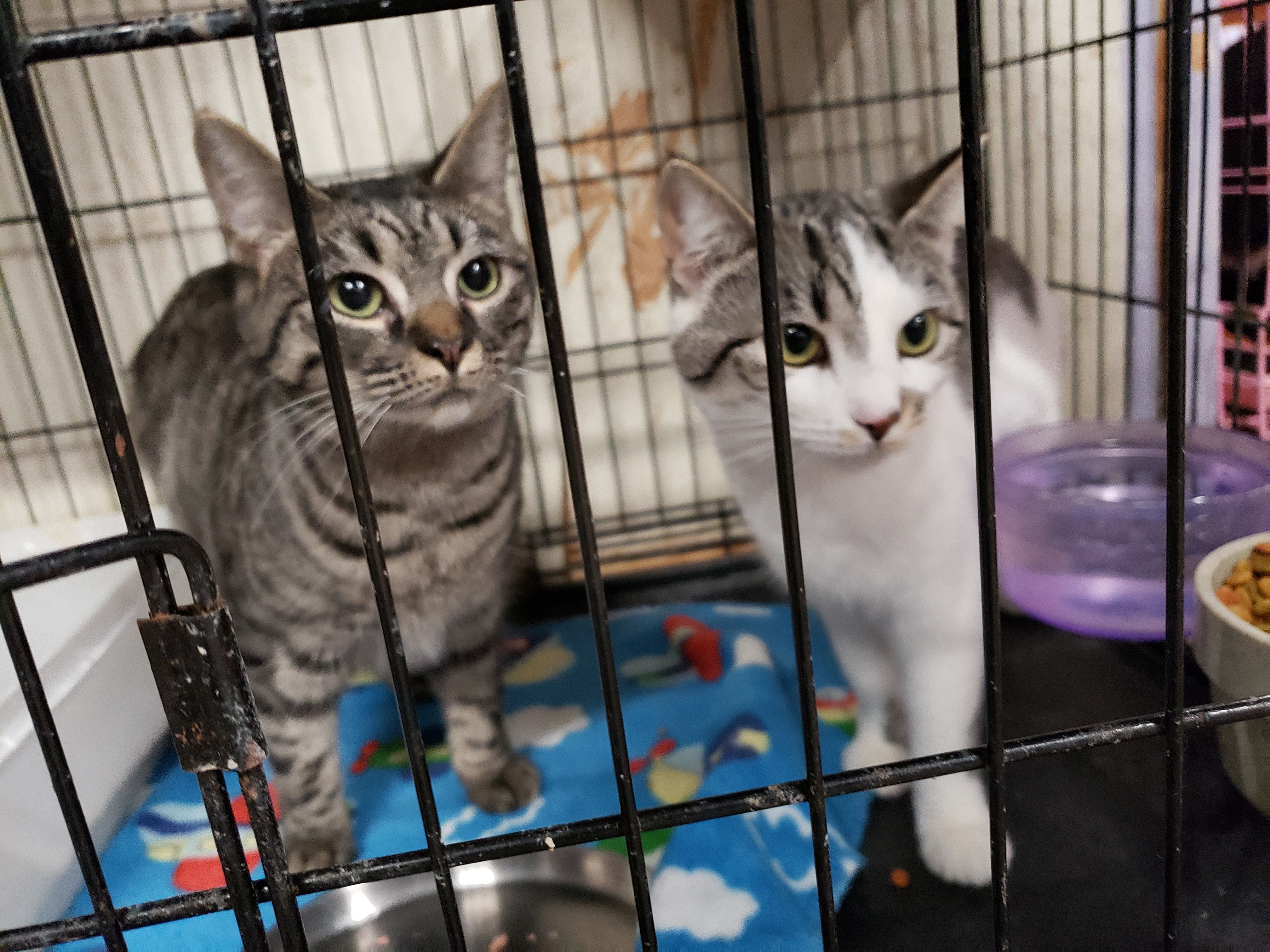 Tessa, Adoptable, Adult Female Domestic Short Hair & Tabby.