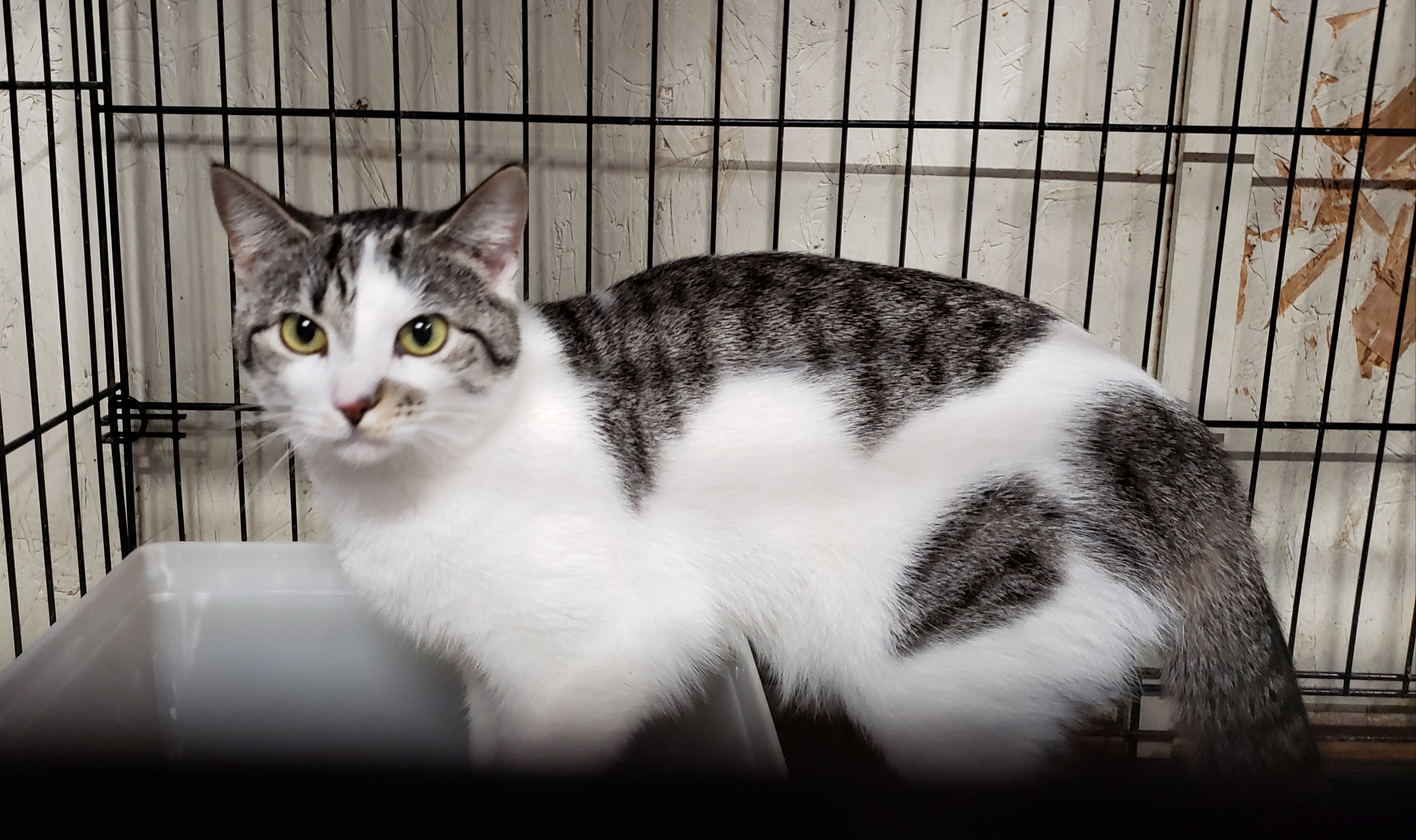 Tessa, Adult Female unknown