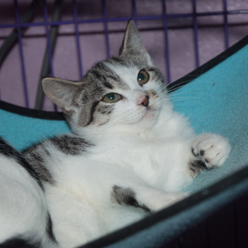 Enlarge Tessa, a Adoptable mixed breed in New Martinsville, WV image 4/8