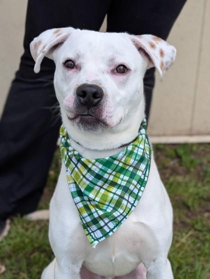 Enlarge Ian, a Adoptable mixed breed in Gulfport, MS image 1/2