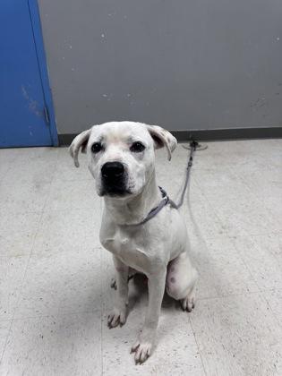 Enlarge Ian, a Adoptable mixed breed in Gulfport, MS image 2/2
