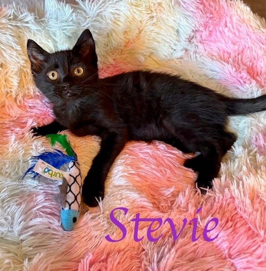 Enlarge Stevie, a Adoptable Domestic Medium Hair in Oakdale, CA image 1/1