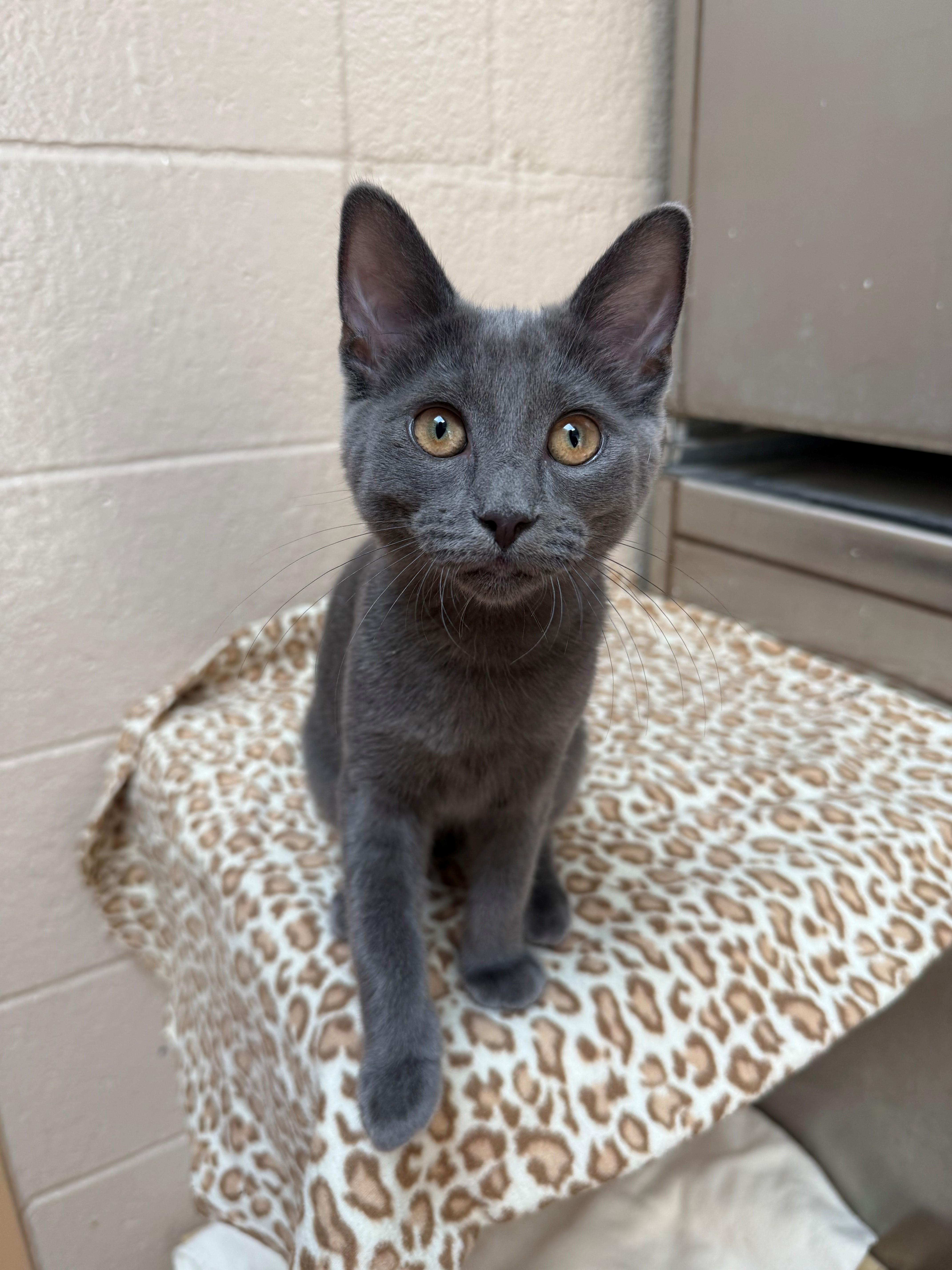 Enlarge Mr. Grey, an adopted Domestic Short Hair in Laguna Beach, CA image 2/3
