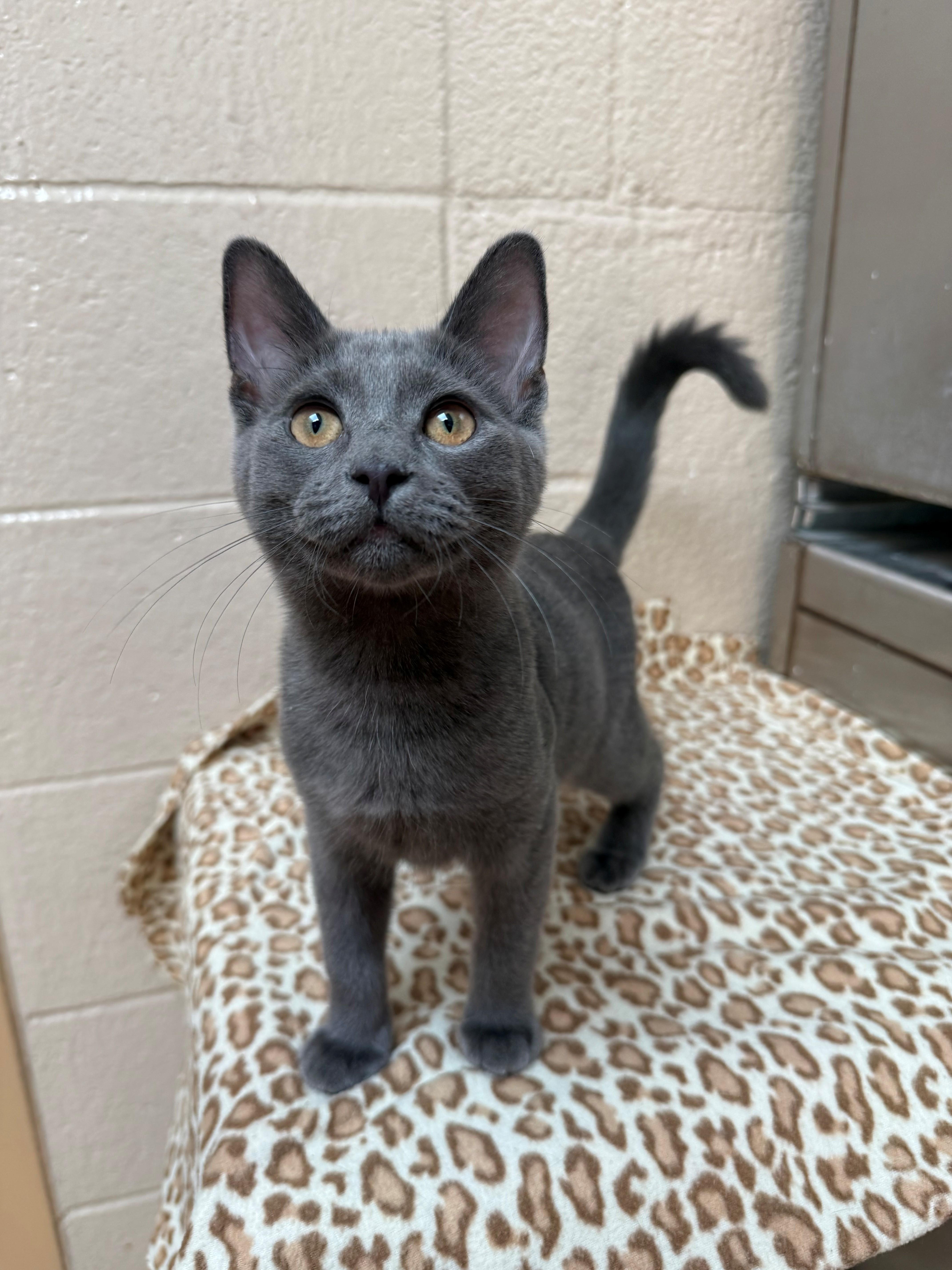 Enlarge Mr. Grey, an adopted Domestic Short Hair in Laguna Beach, CA image 3/3