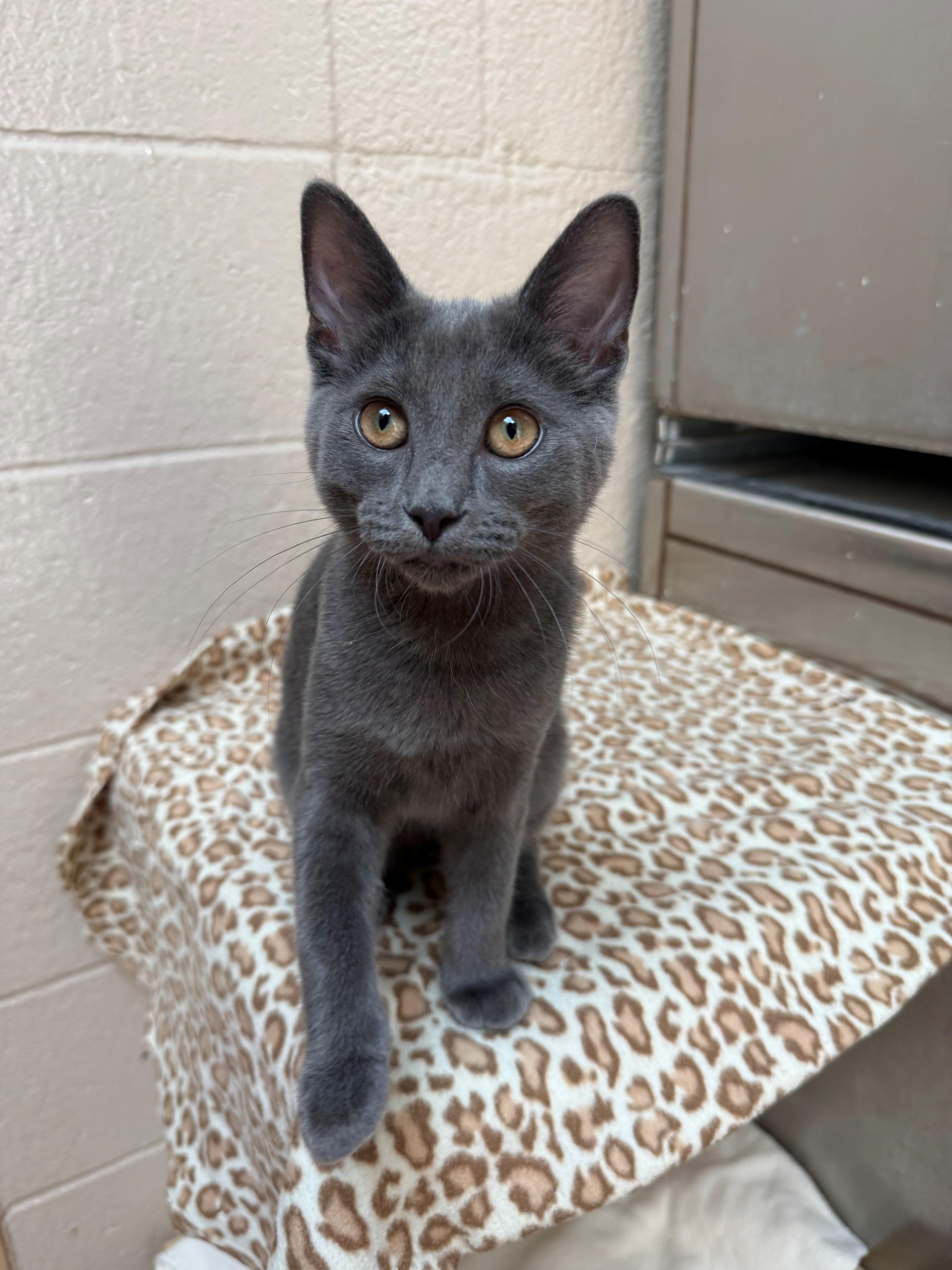 Mr. Grey, adopted, Young Male Domestic Short Hair.