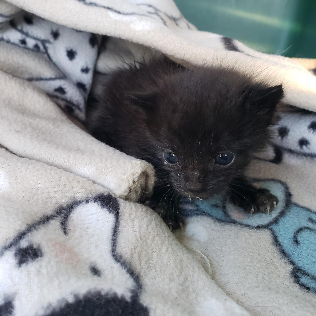 Enlarge Thomas, a Adoptable Domestic Short Hair in Mondovi, WI image 1/3