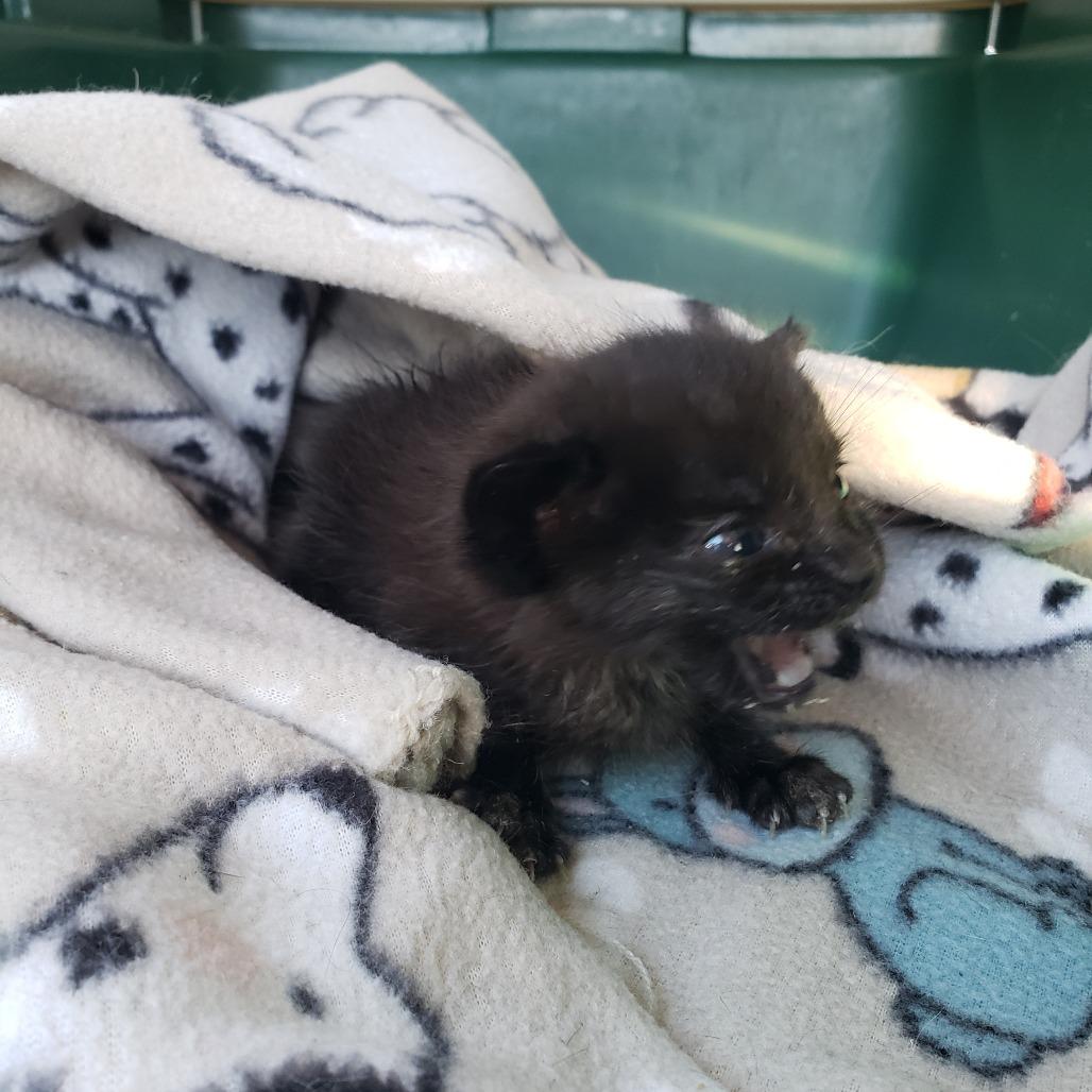 Enlarge Thomas, a Adoptable Domestic Short Hair in Mondovi, WI image 2/3