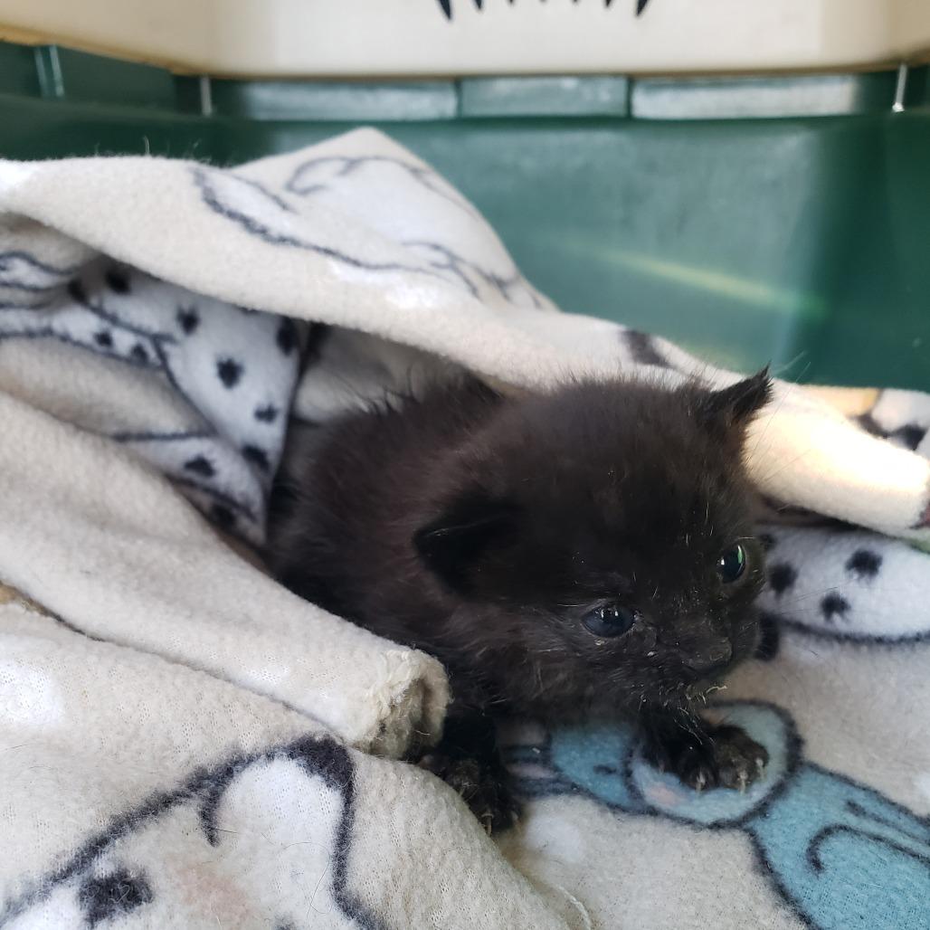 Enlarge Thomas, a Adoptable Domestic Short Hair in Mondovi, WI image 3/3