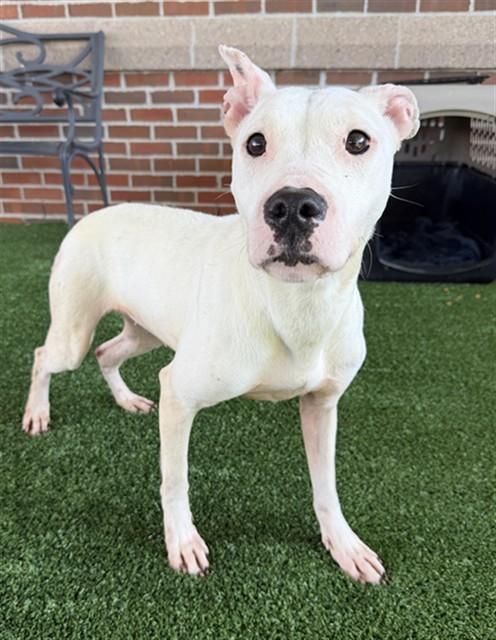 WILLOW, Adoptable, Young Female American Staffordshire Terrier & Mixed Breed.