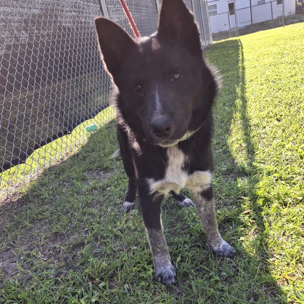 Enlarge Sitka 2025, a Adoptable mixed breed in South Houston, TX image 1/1
