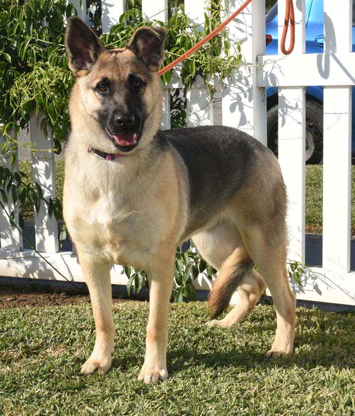 Razzle Dazzle, a Adoptable German Shepherd Dog in Newport Beach, CA image 4/5
