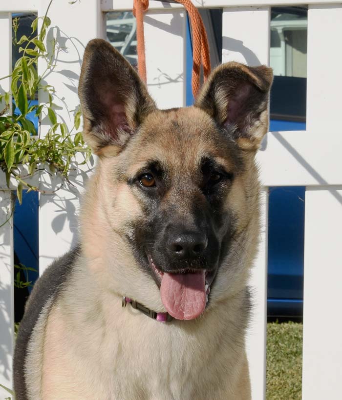 Razzle Dazzle, a Adoptable German Shepherd Dog in Newport Beach, CA image 5/5