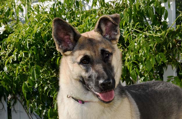 Razzle Dazzle, a Adoptable German Shepherd Dog in Newport Beach, CA image 1/5