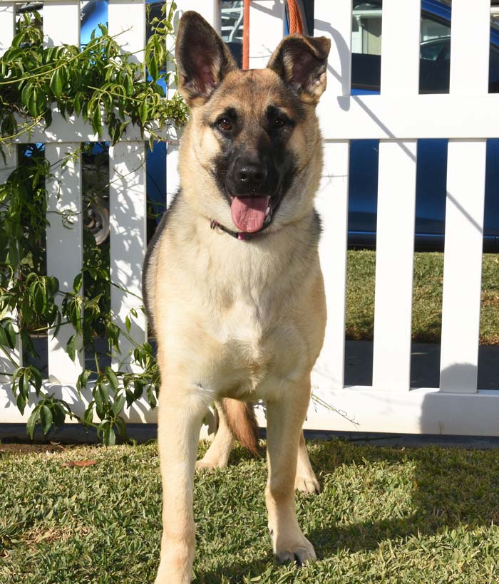 Razzle Dazzle, a Adoptable German Shepherd Dog in Newport Beach, CA image 2/5